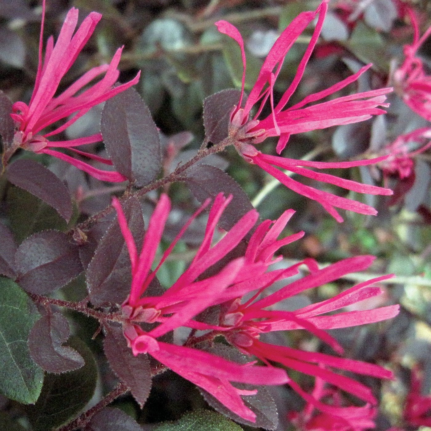 National Plant Network LW1809 shrubs - View #2