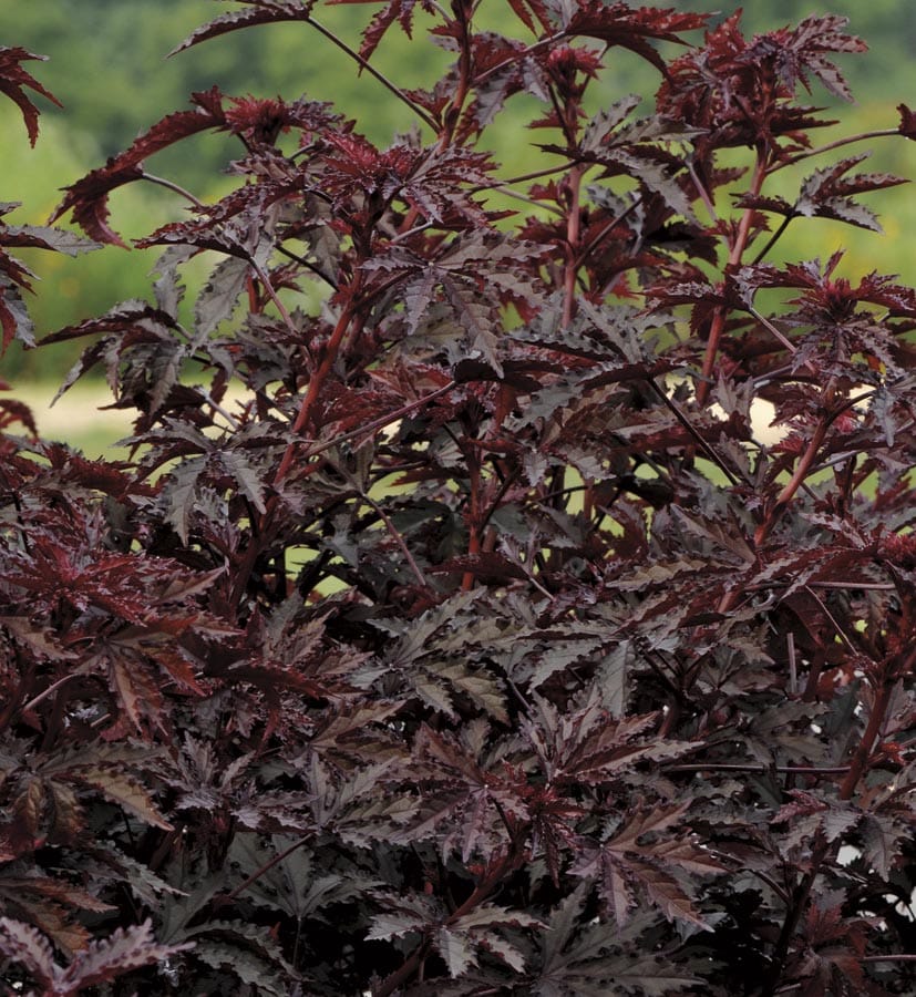 Mahogany on sale splendor hibiscus