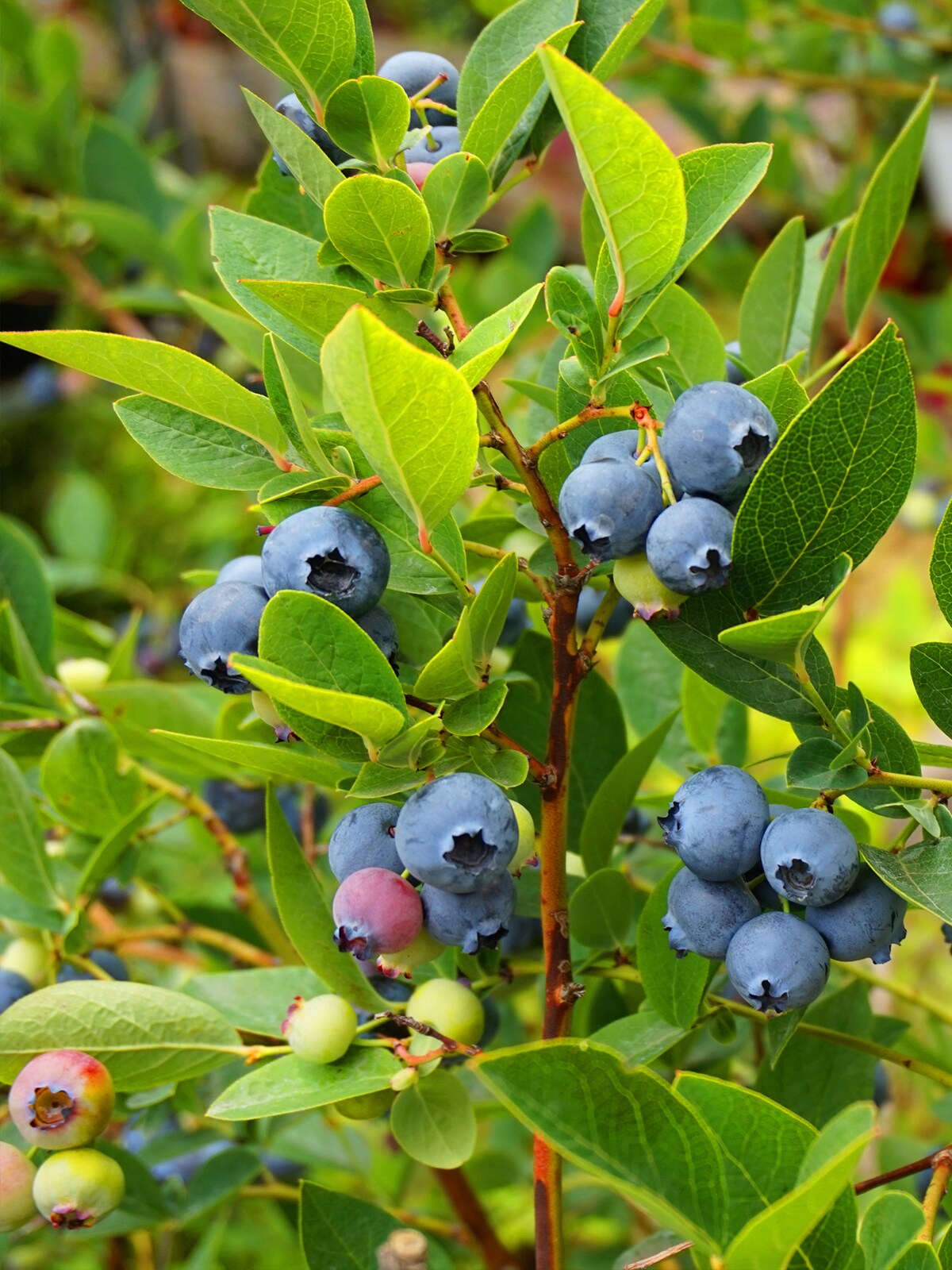 Southern Planters BLUAUS05G Fruit-Plants - View #2