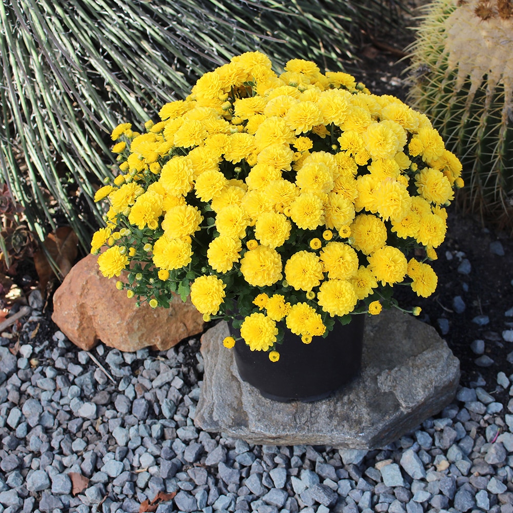 Altman Plants 0881144 annuals - View #6
