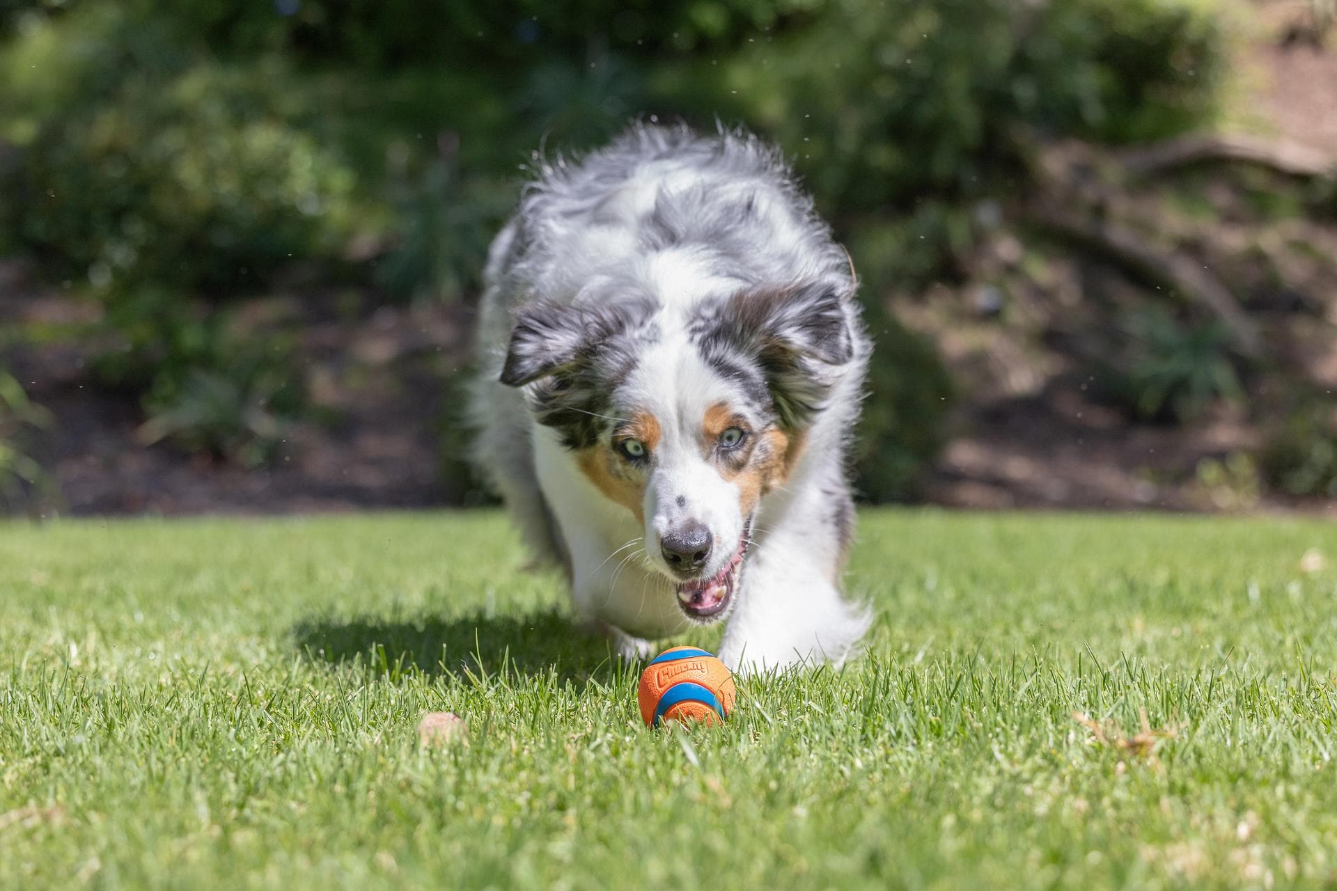 Chuckit! 17001 Dog-Toys - View #5