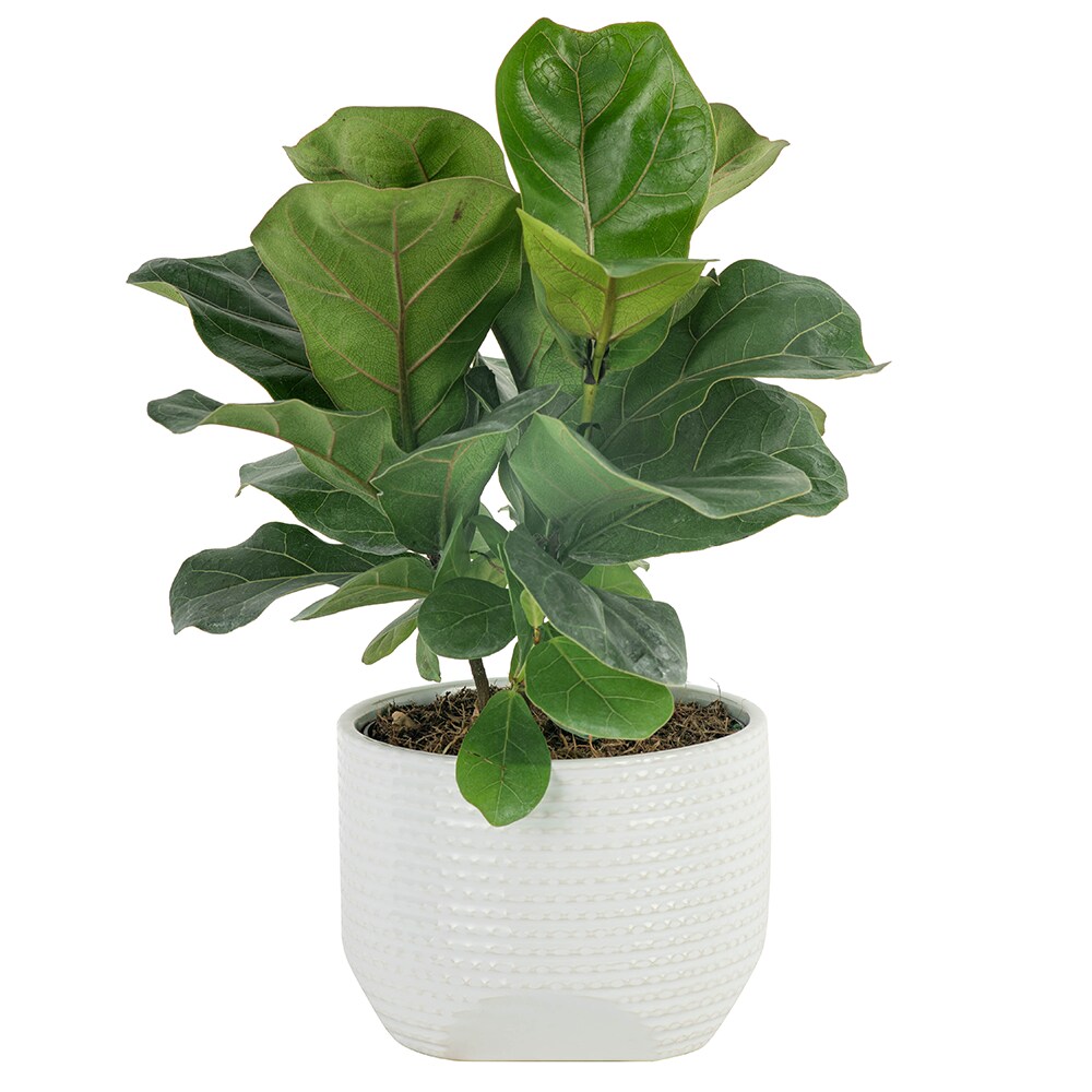 Costa Farms Little Fiddle Leaf Fig House Plant in 6-in Planter in the ...