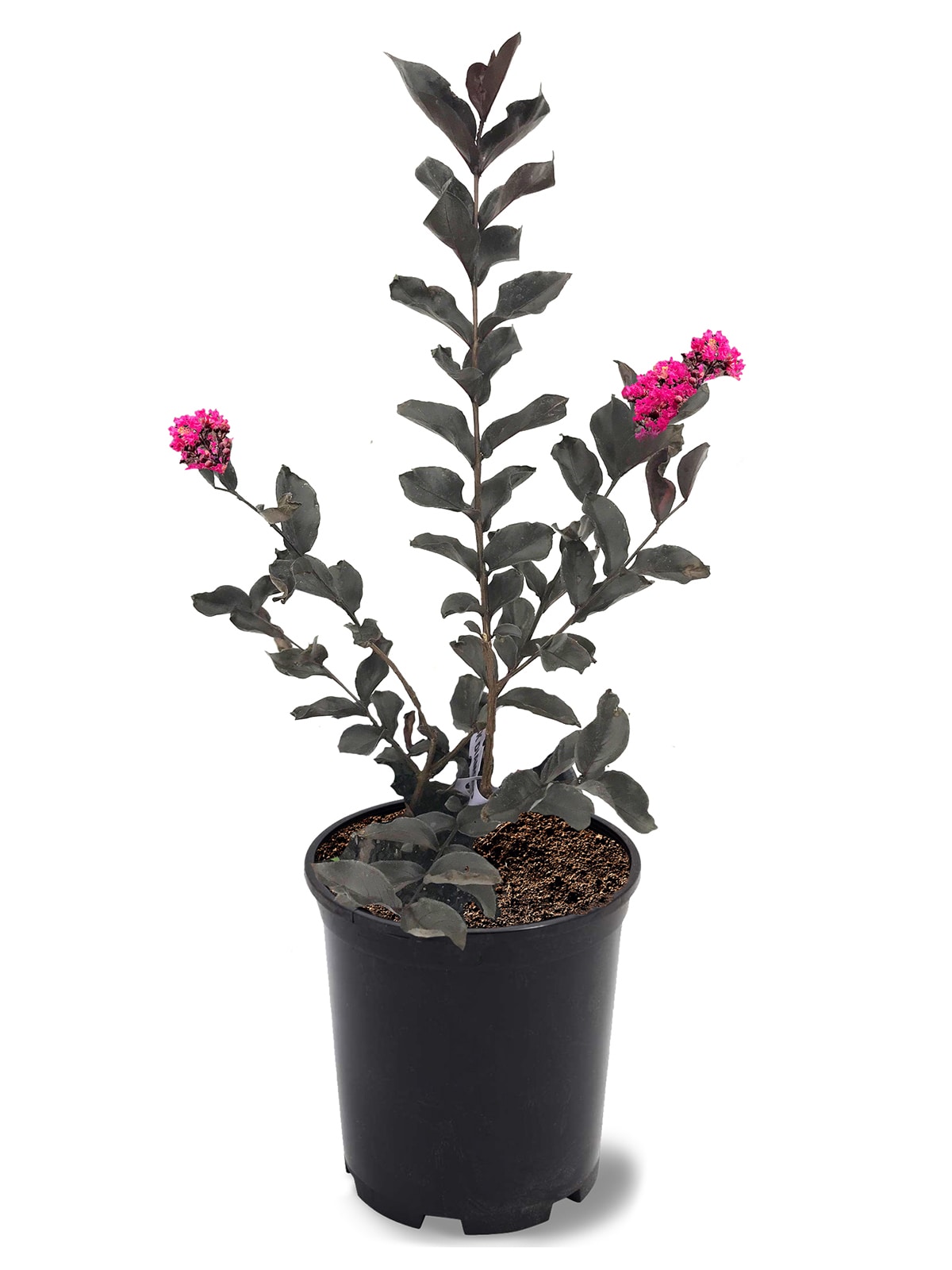 Black Diamond Pink Flowering Mystic Magenta Crape Myrtle In Pot (With Soil)  in the Trees department at