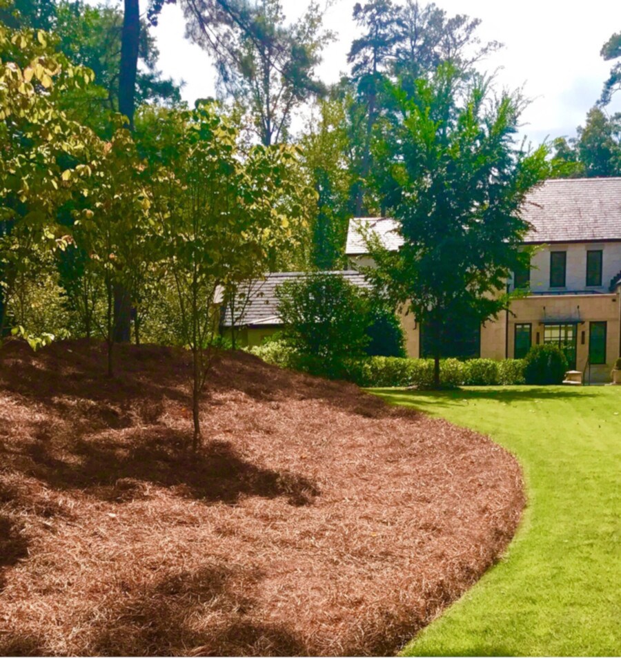 Long Leaf Pine Needles (up to 3200 sq ft Coverage) in the Pine Needles ...