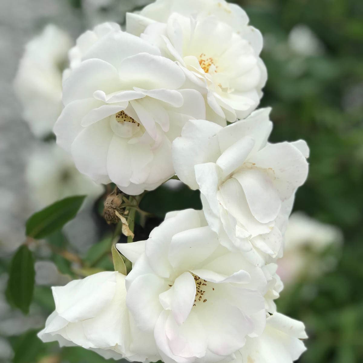 Spring Hill Nurseries 86296 roses - View #3