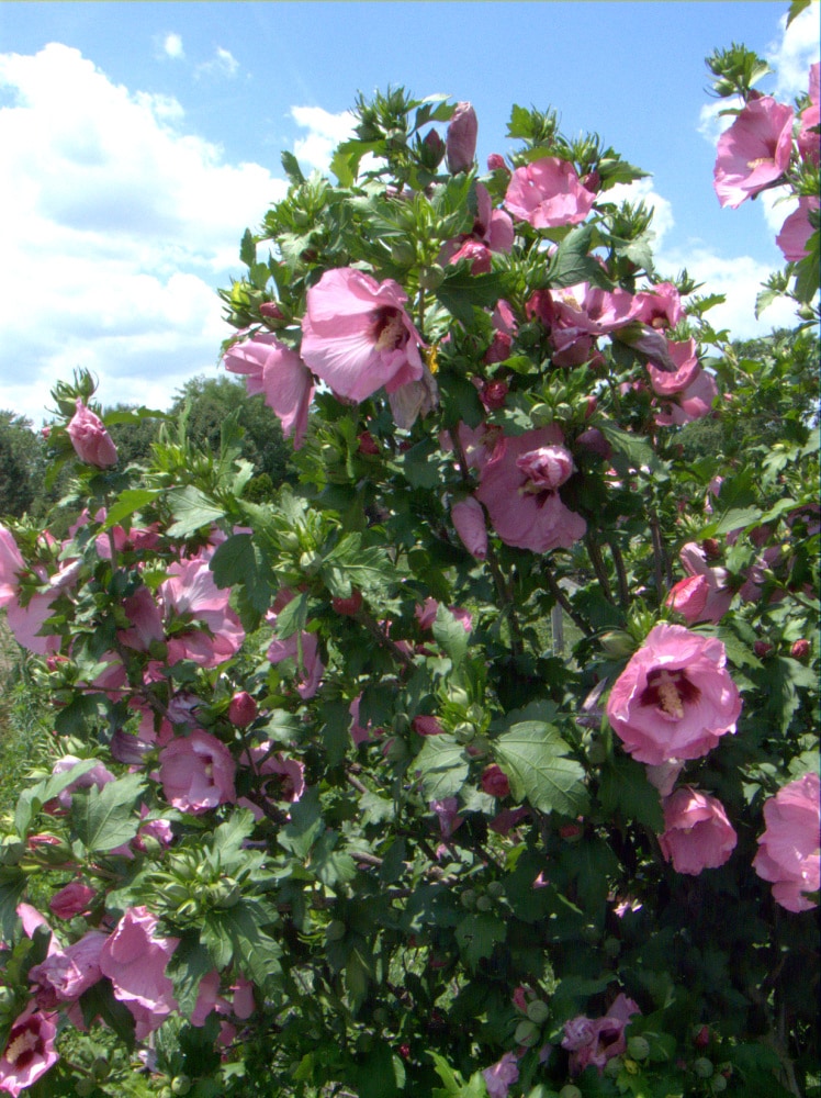 Spring Hill Nurseries 77299 shrubs - View #3
