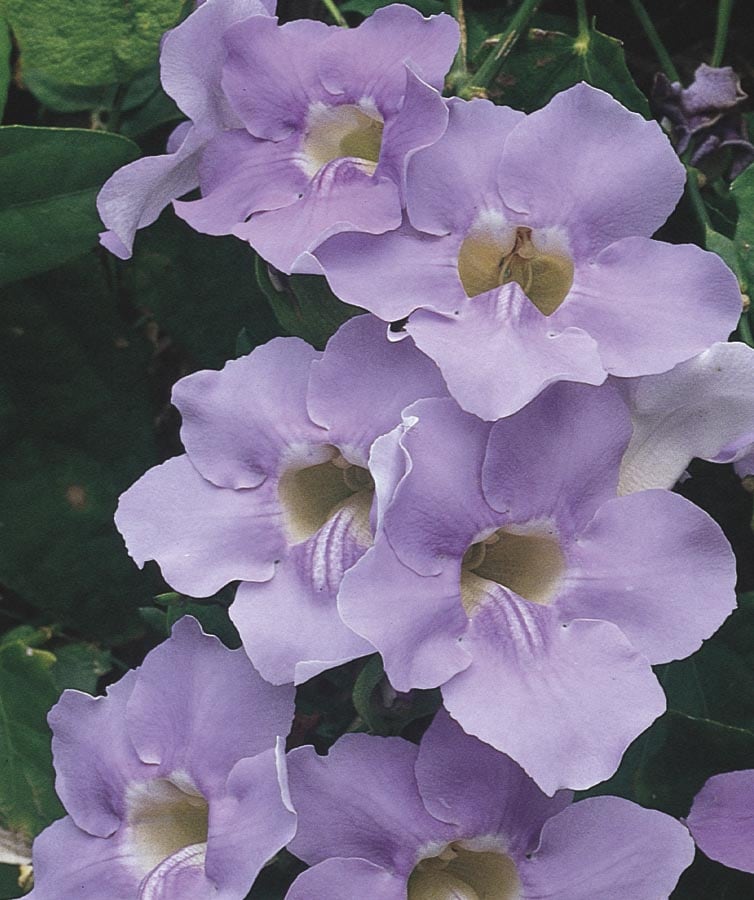 Sky Vine Plants, Bulbs & Seeds at Lowes.com