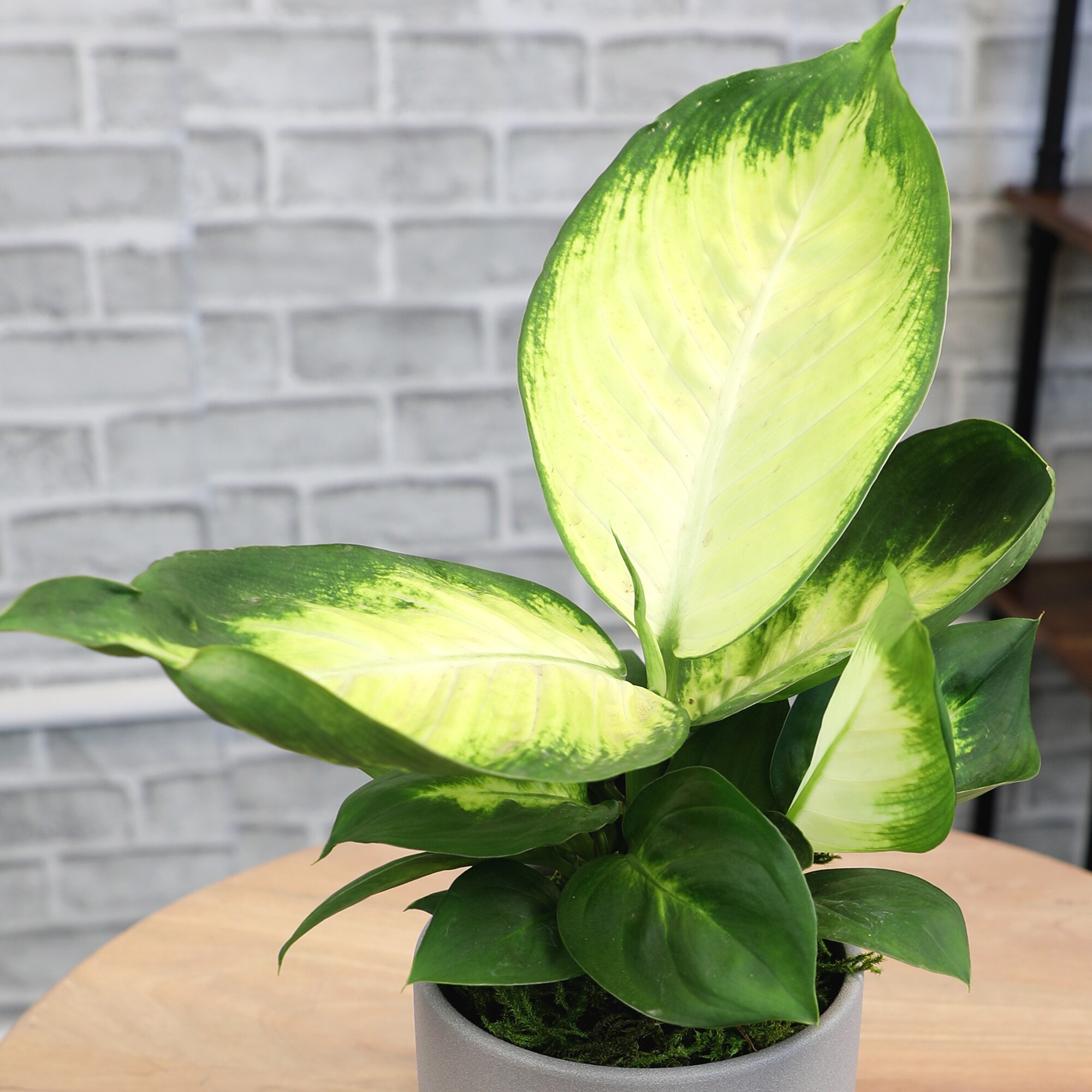 Altman Plants 0873081 hseplants - View #3