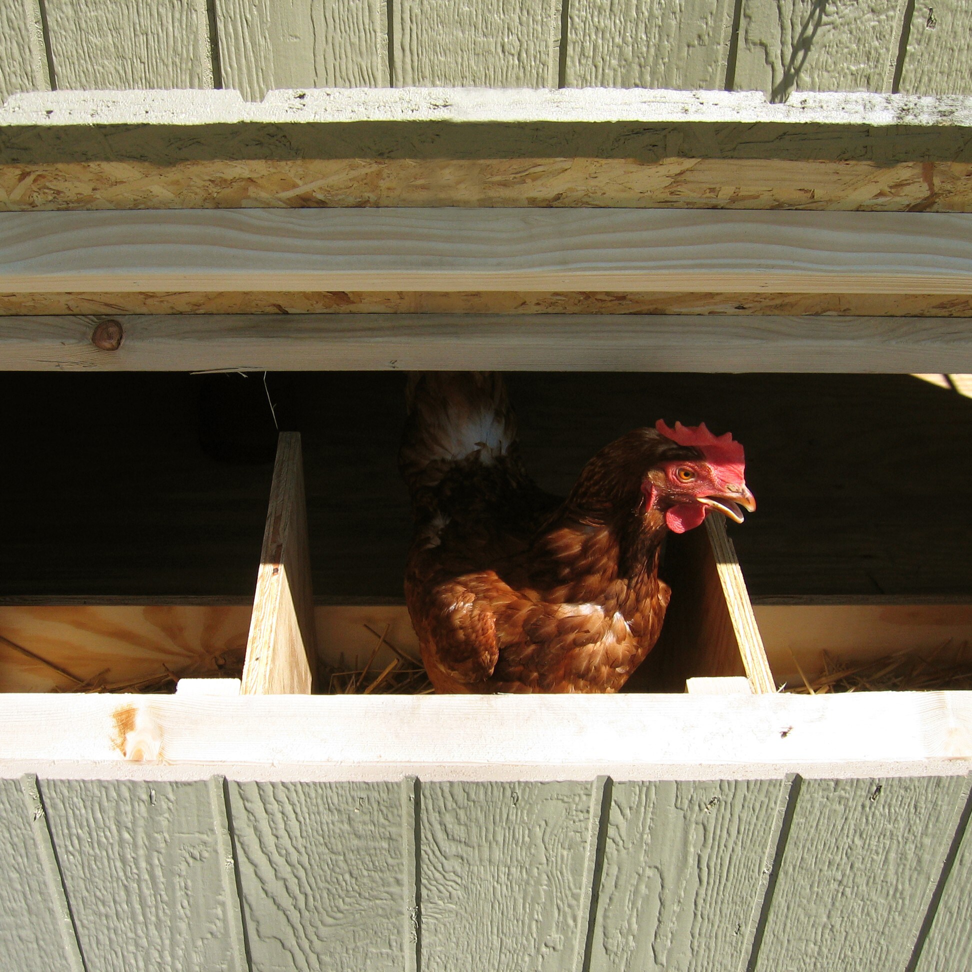 Little Cottage Co 4X6 CGCC-PNK Chicken-Coops-Rabbit-Hutches - View #15