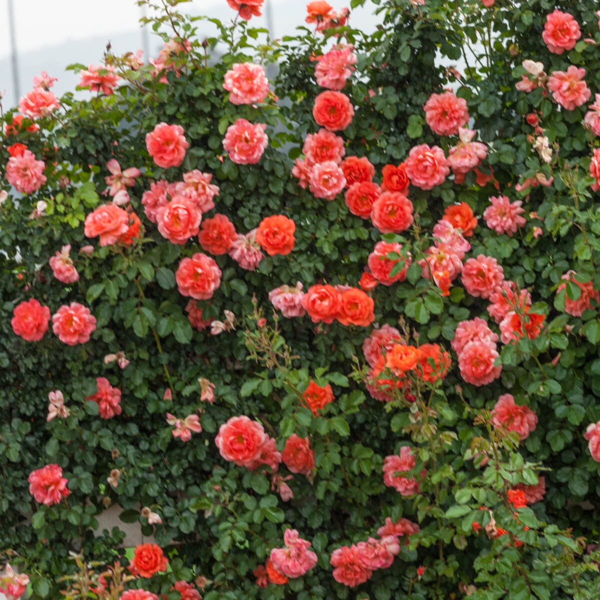 Spring Hill Nurseries 86281 roses - View #3