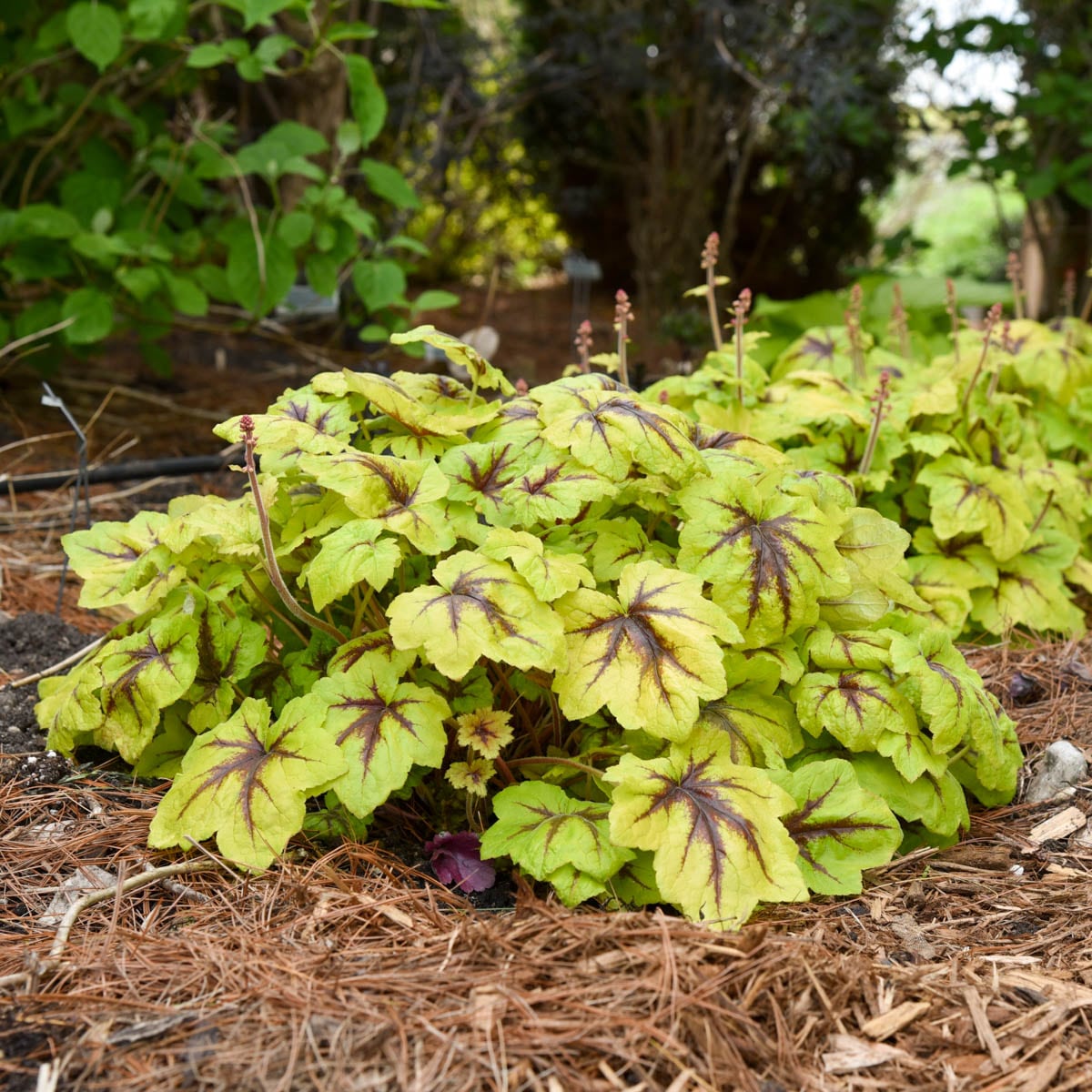 Direct Gardening 91790 perennials - View #3