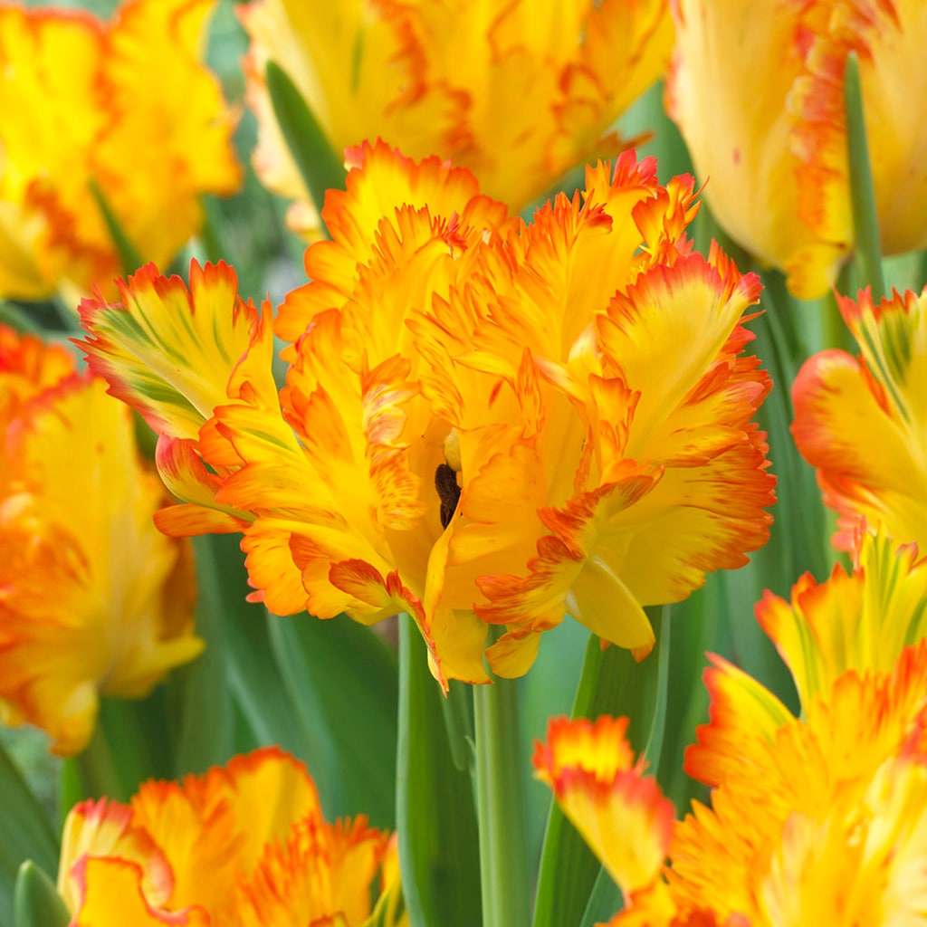 Tulips Caribbean Parrot Plant Bulbs at Lowes.com