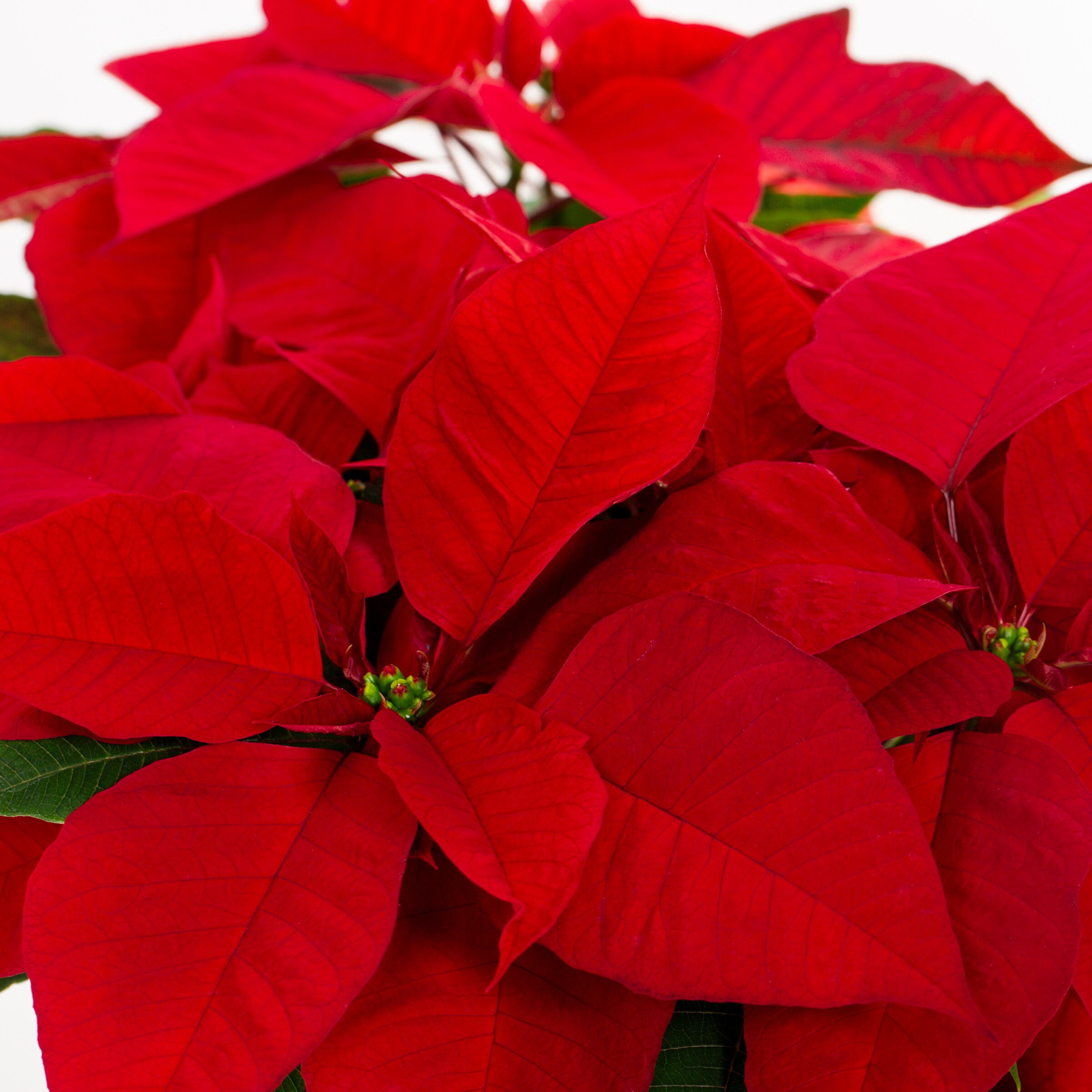 Metrolina Greenhouses 79693 Fresh-Cut-Christmas-Decorations - View #2