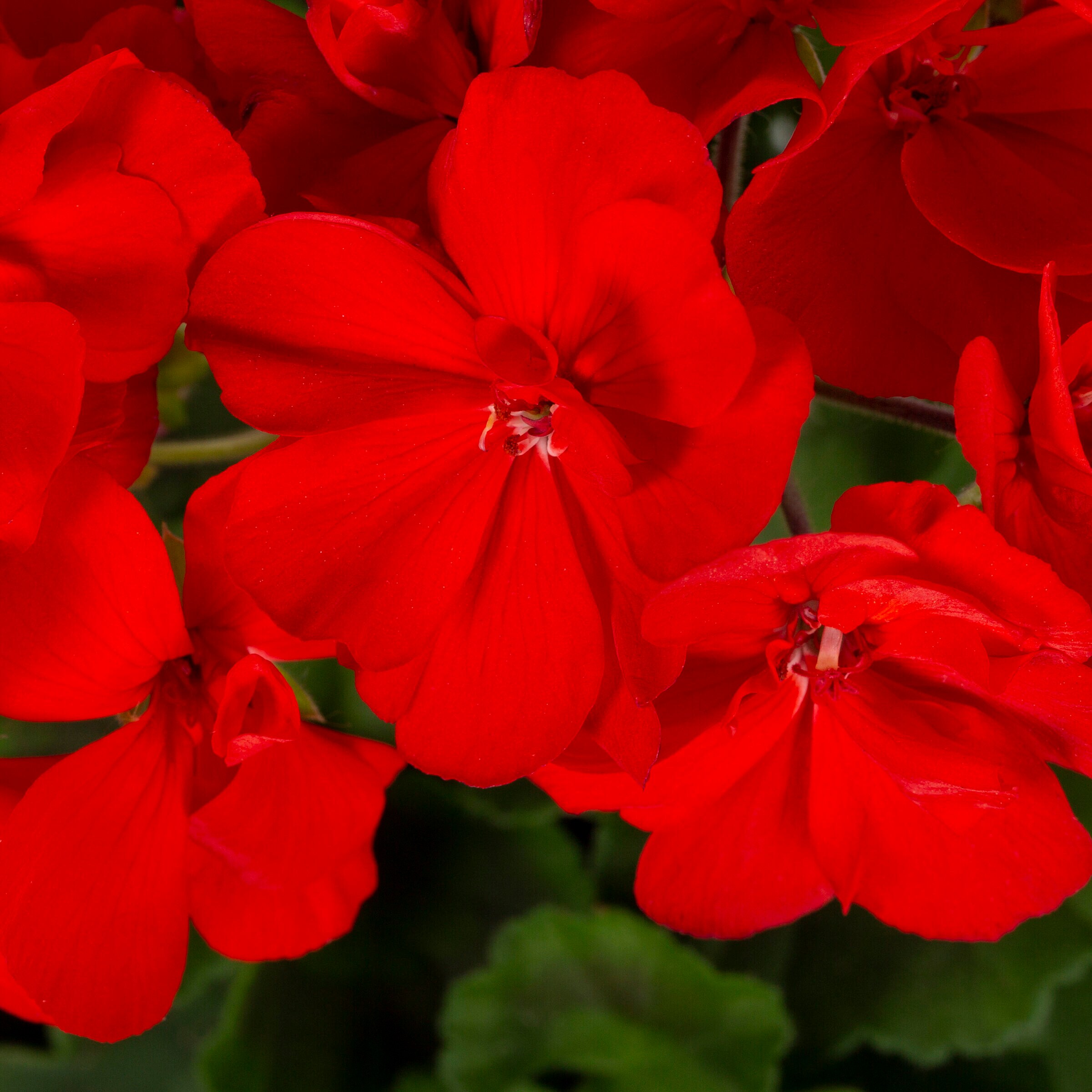 Monrovia 78981 annuals - View #2