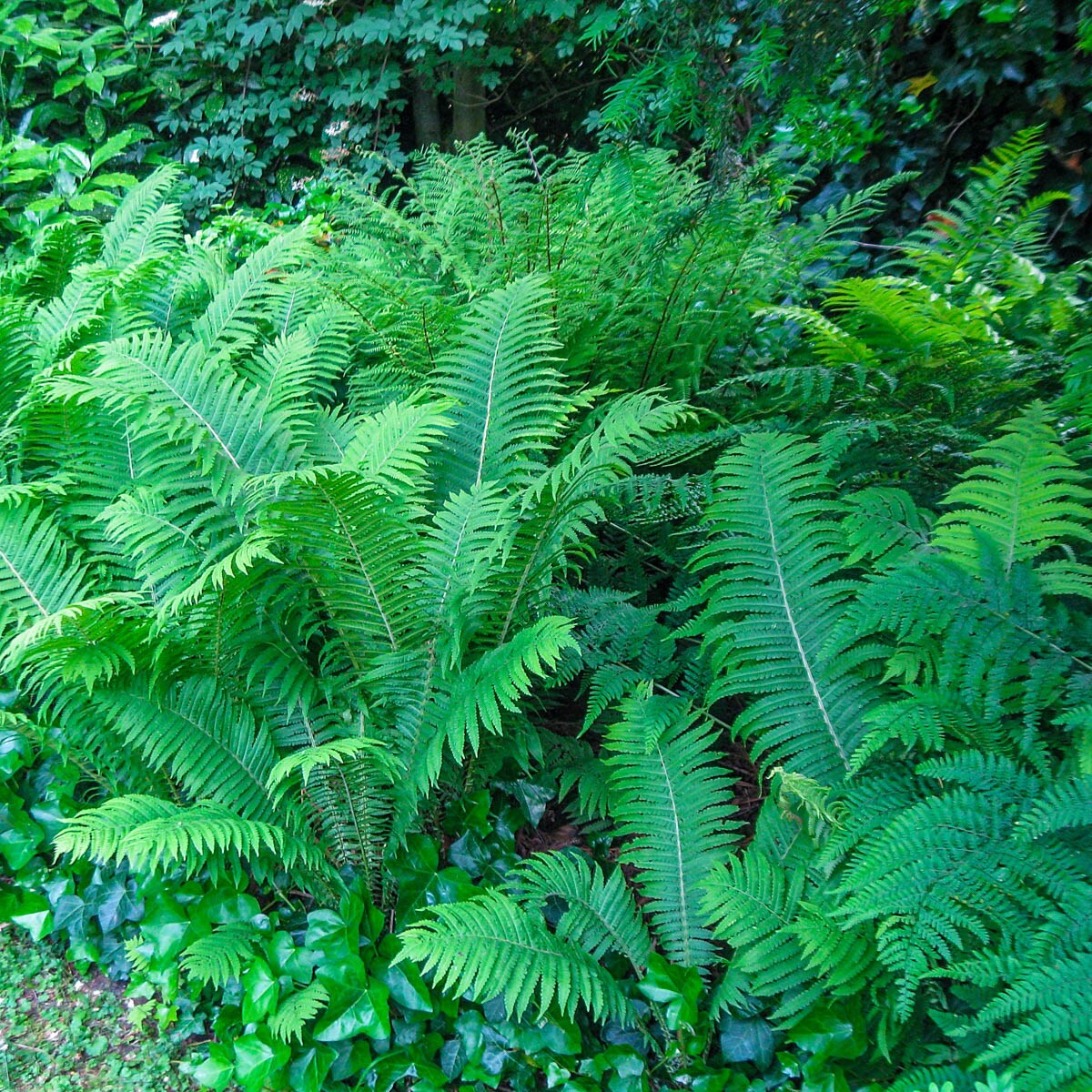 Spring Hill Nurseries Hardy Shade Loving Fern Perennial Plant 5-Pack Bareroot 5-Pack in the Perennials department at Lowes.com