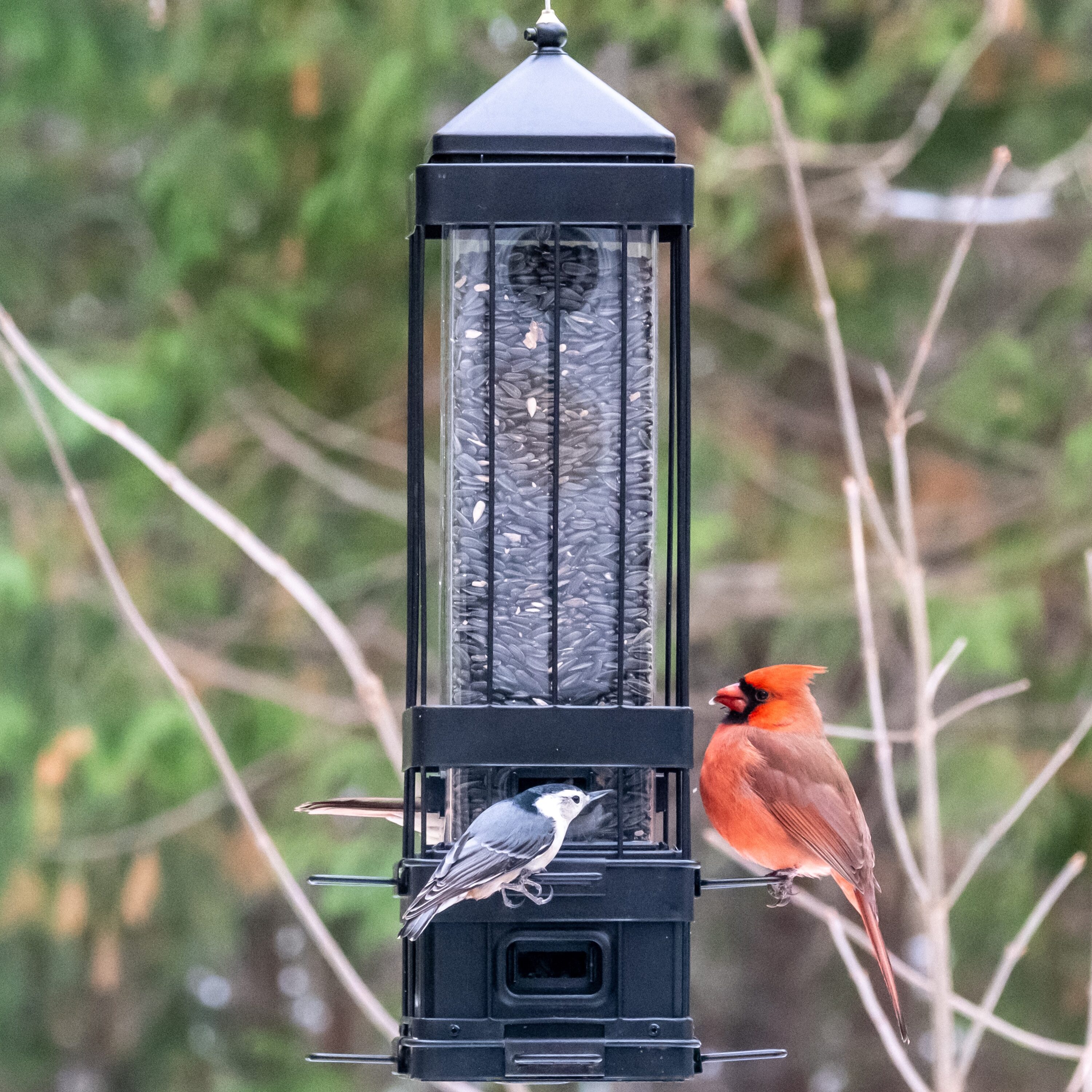 Black Metal and Plastic Hanging Squirrel-Resistant Bird Feeder