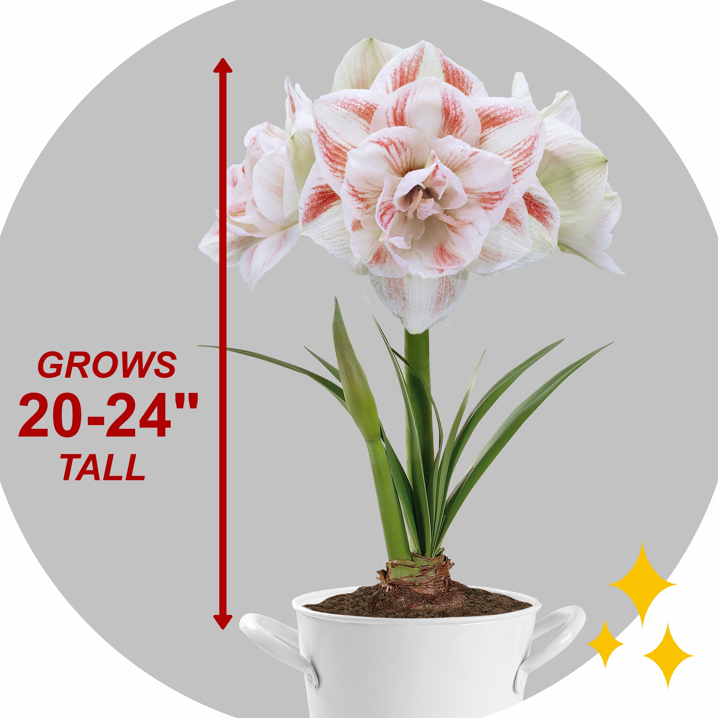 Garden State Bulb ECH-21-01-01 Plant-Bulbs - View #5