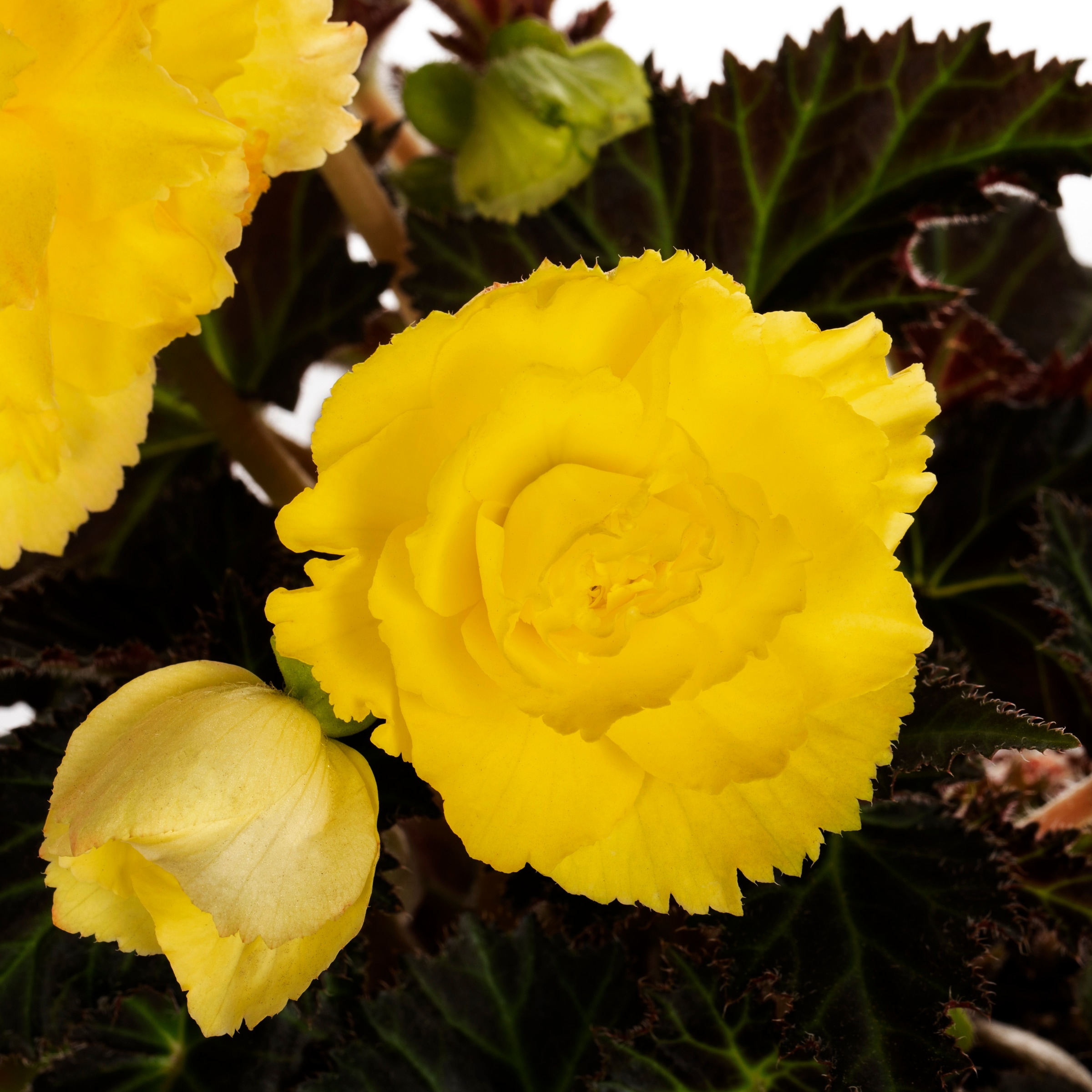 Lowe's NURSERY annuals - View #2
