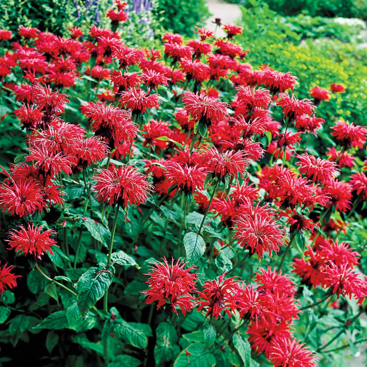 Spring Hill Nurseries 81412 perennials - View #2