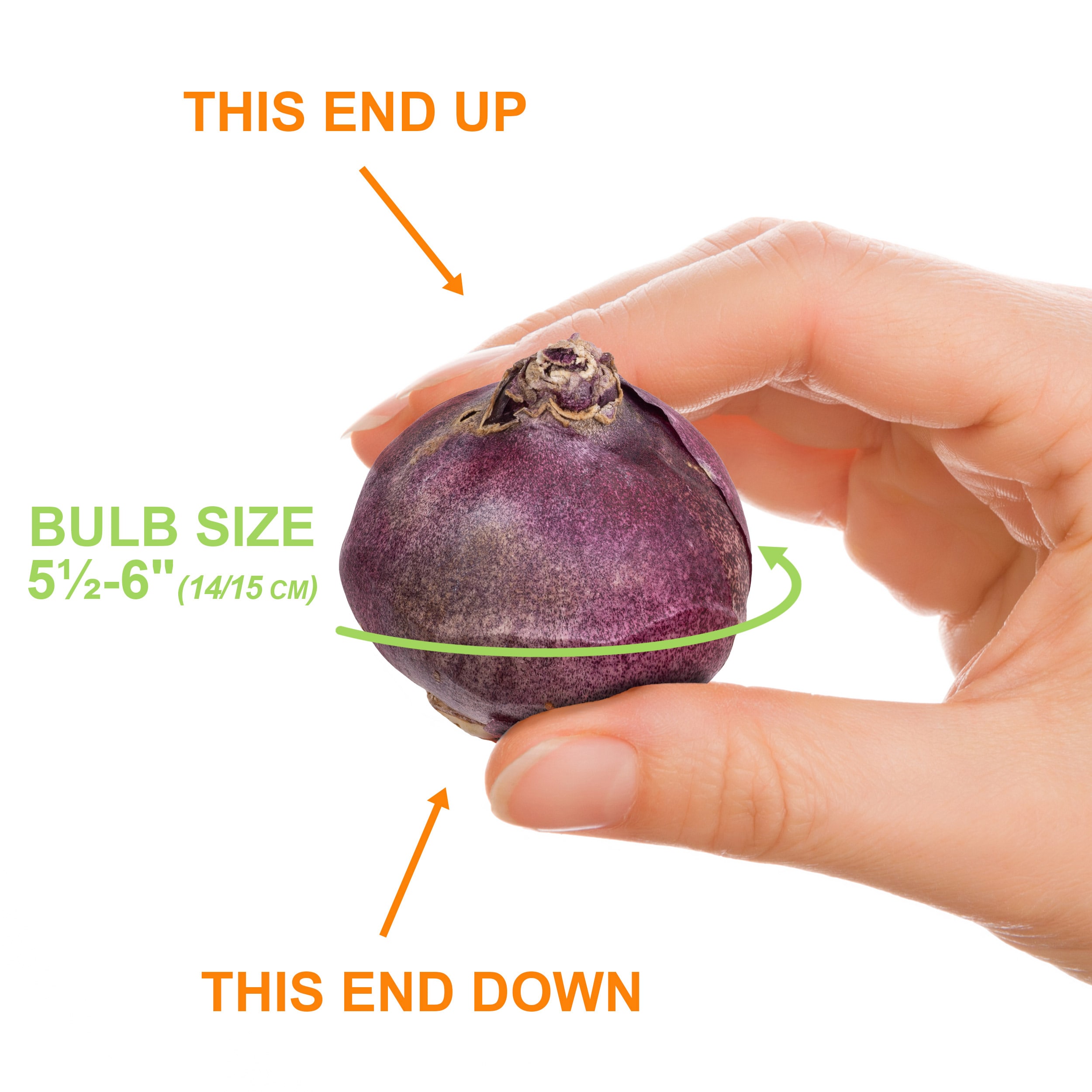 Garden State Bulb ECF-15-25 Plant-Bulbs - View #4