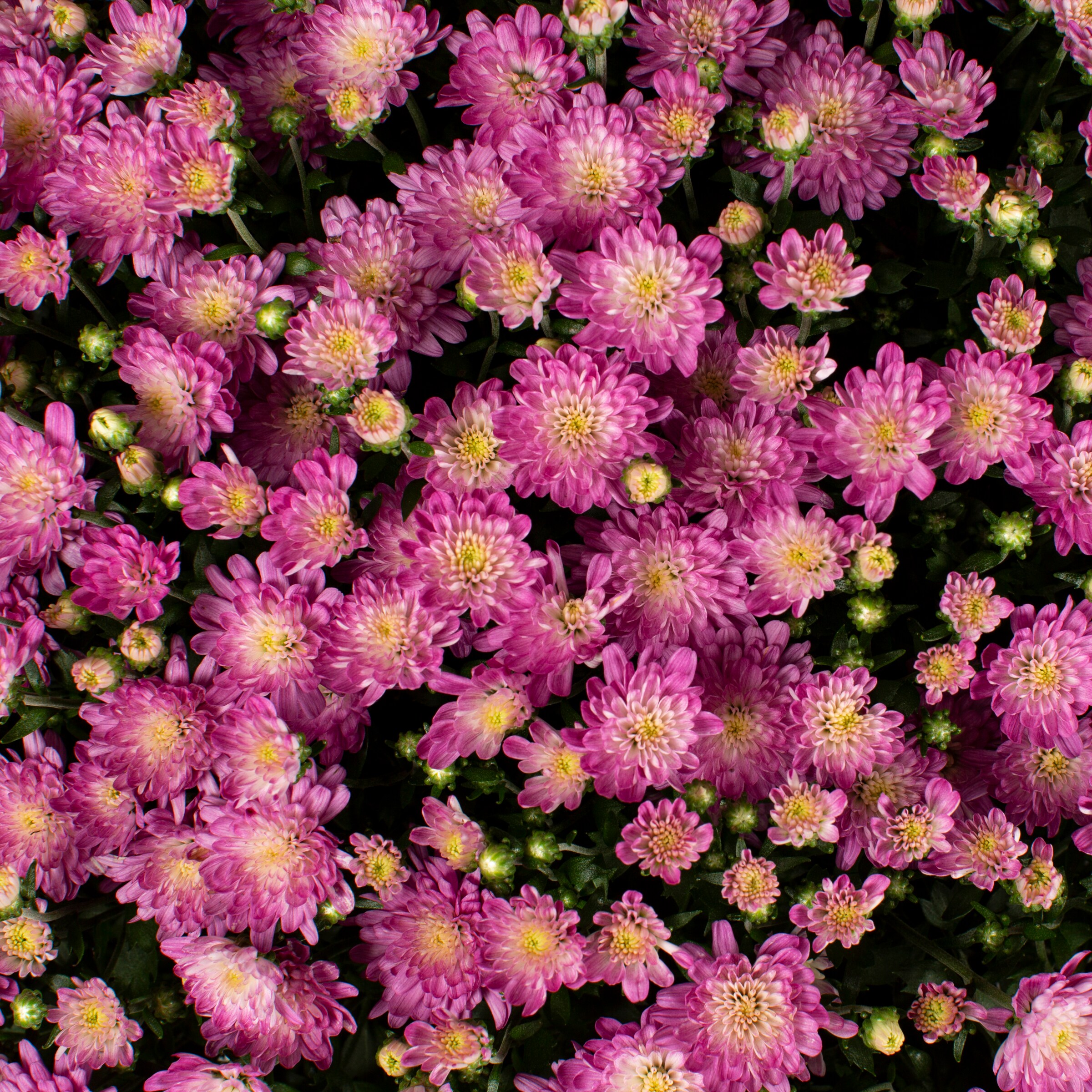 Lowe's NURSERY annuals - View #2