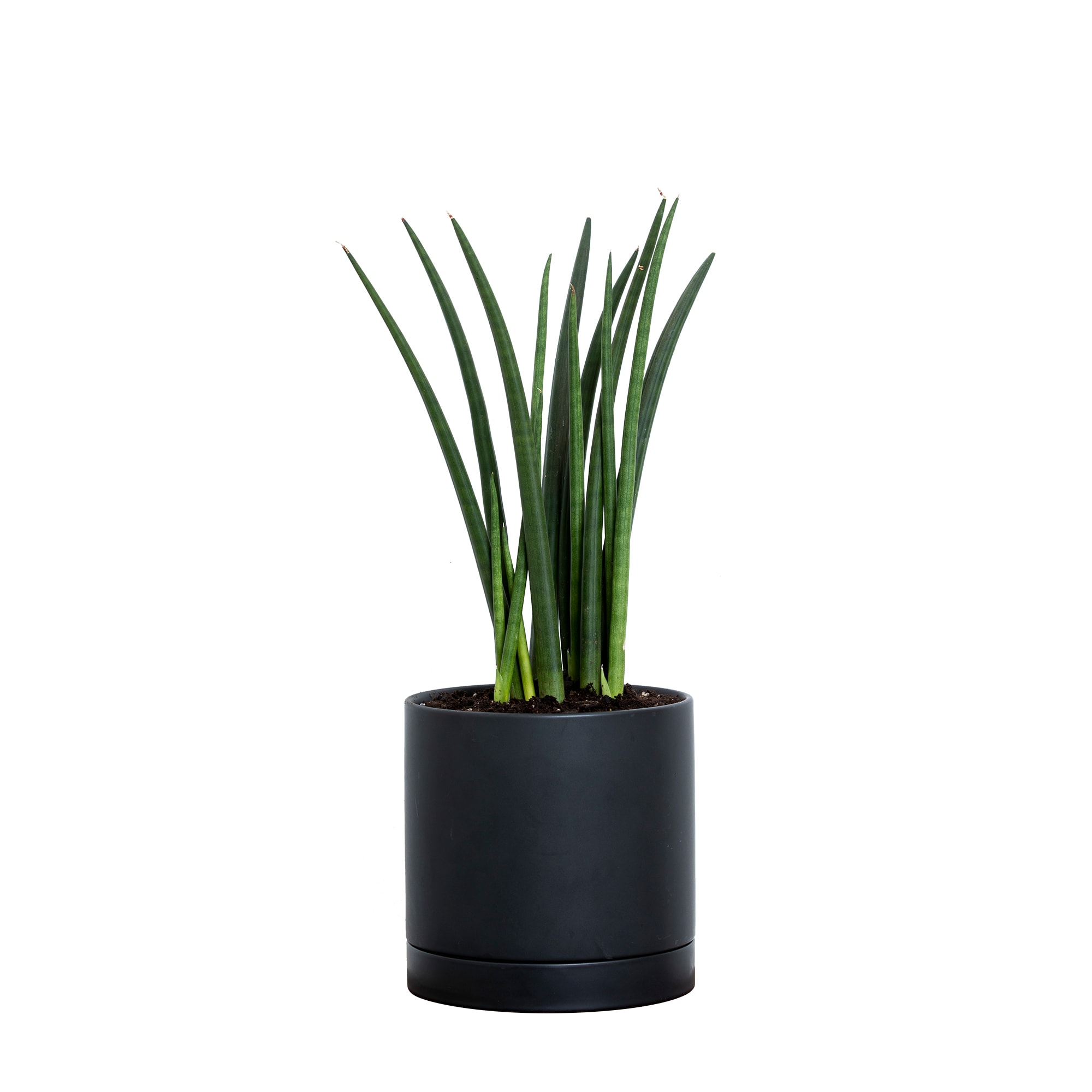 Greendigs Round Tail Snake Plant House Plant in 7-in Pot VB25013 at ...