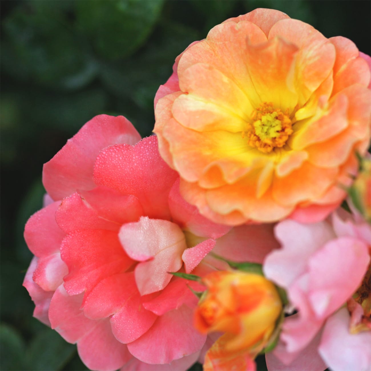 Perfect Plants LOPEACHDRIFTROSE3G roses - View #4