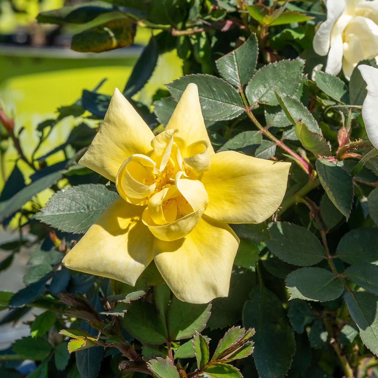 Perfect Plants LOPOPCORNDRIFTROSE3G roses - View #8