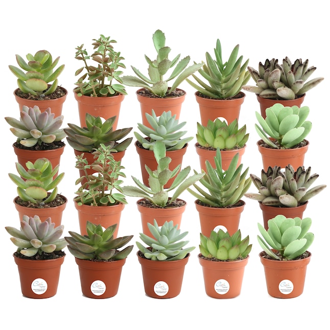Costa Farms 20-Pack of Succulent for $28.68