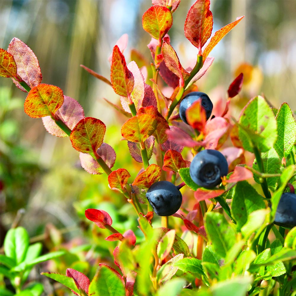 Brighter Blooms 13777 Fruit-Plants - View #2