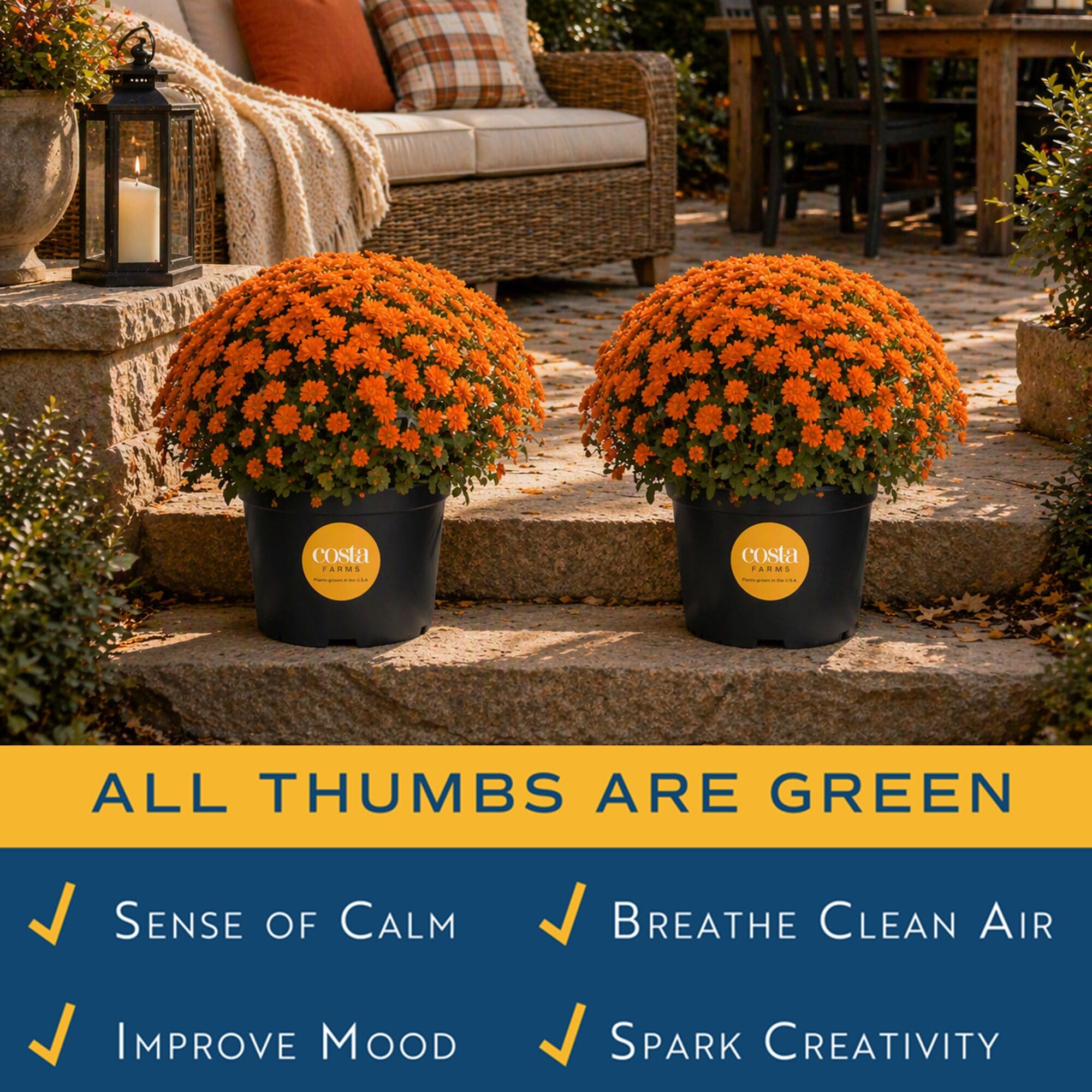 Costa Farms M-FM5-G-POT-02-LW annuals - View #4