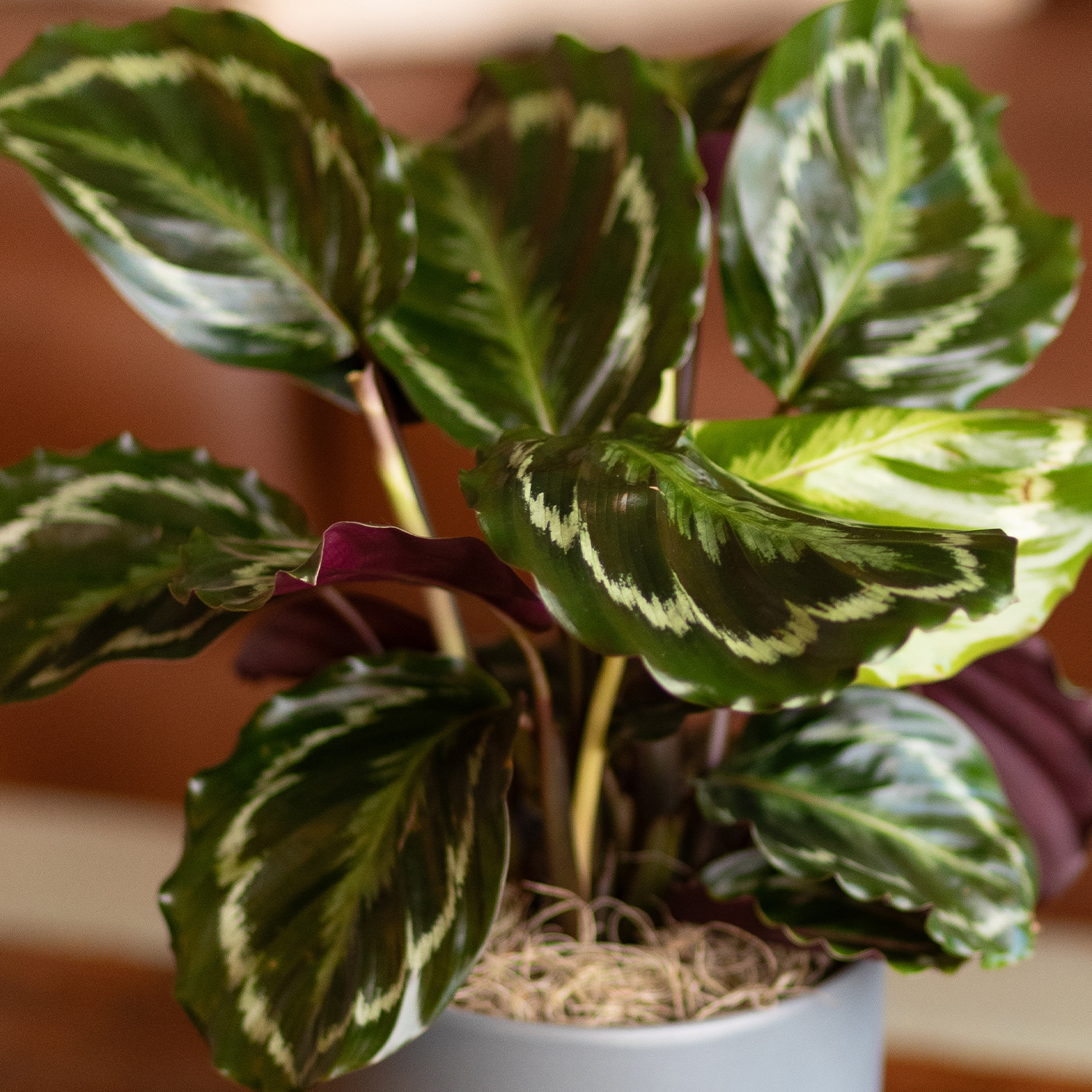 Altman Plants 0881602 hseplants - View #3