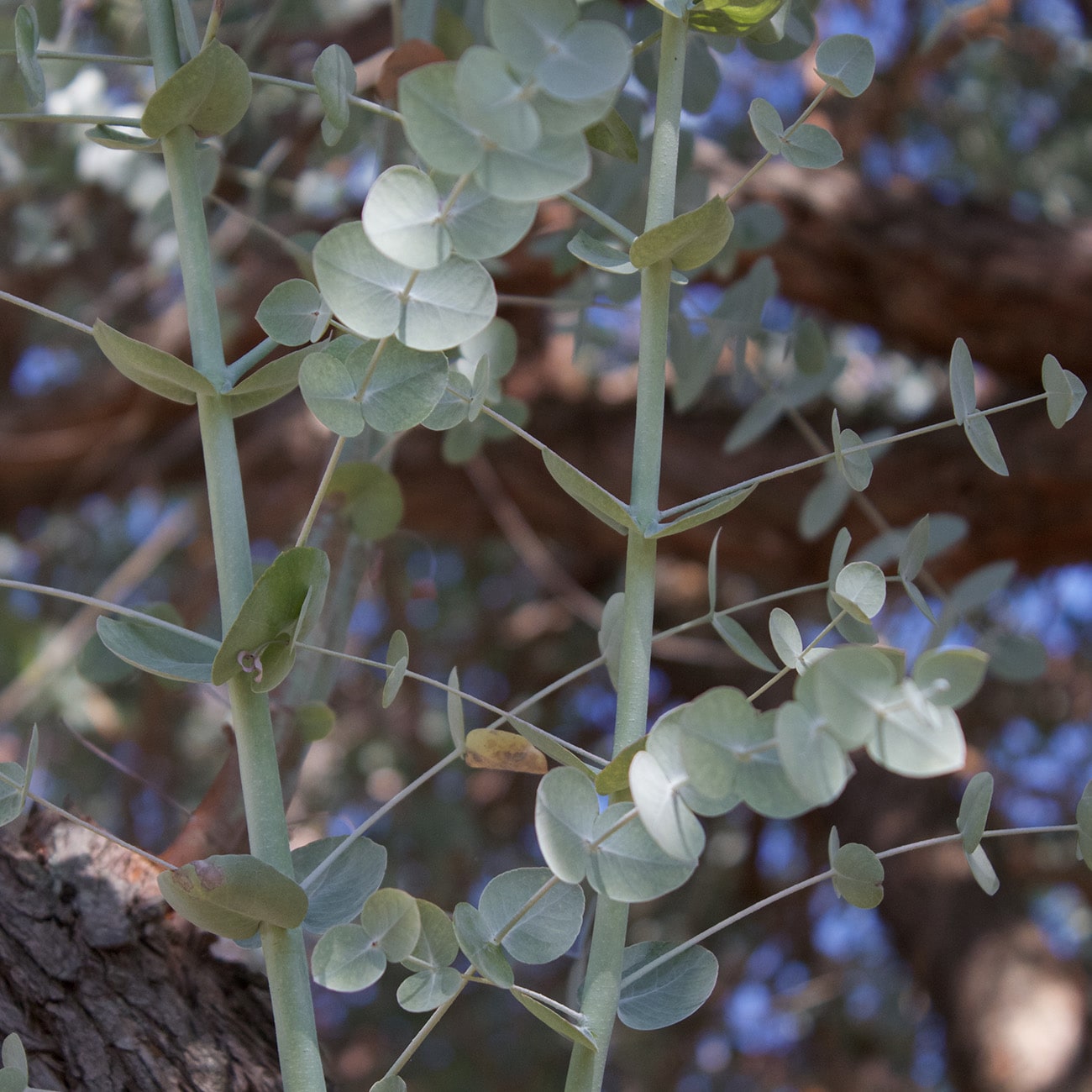 Perfect Plants LOEUCALYPTUS1G trees - View #6