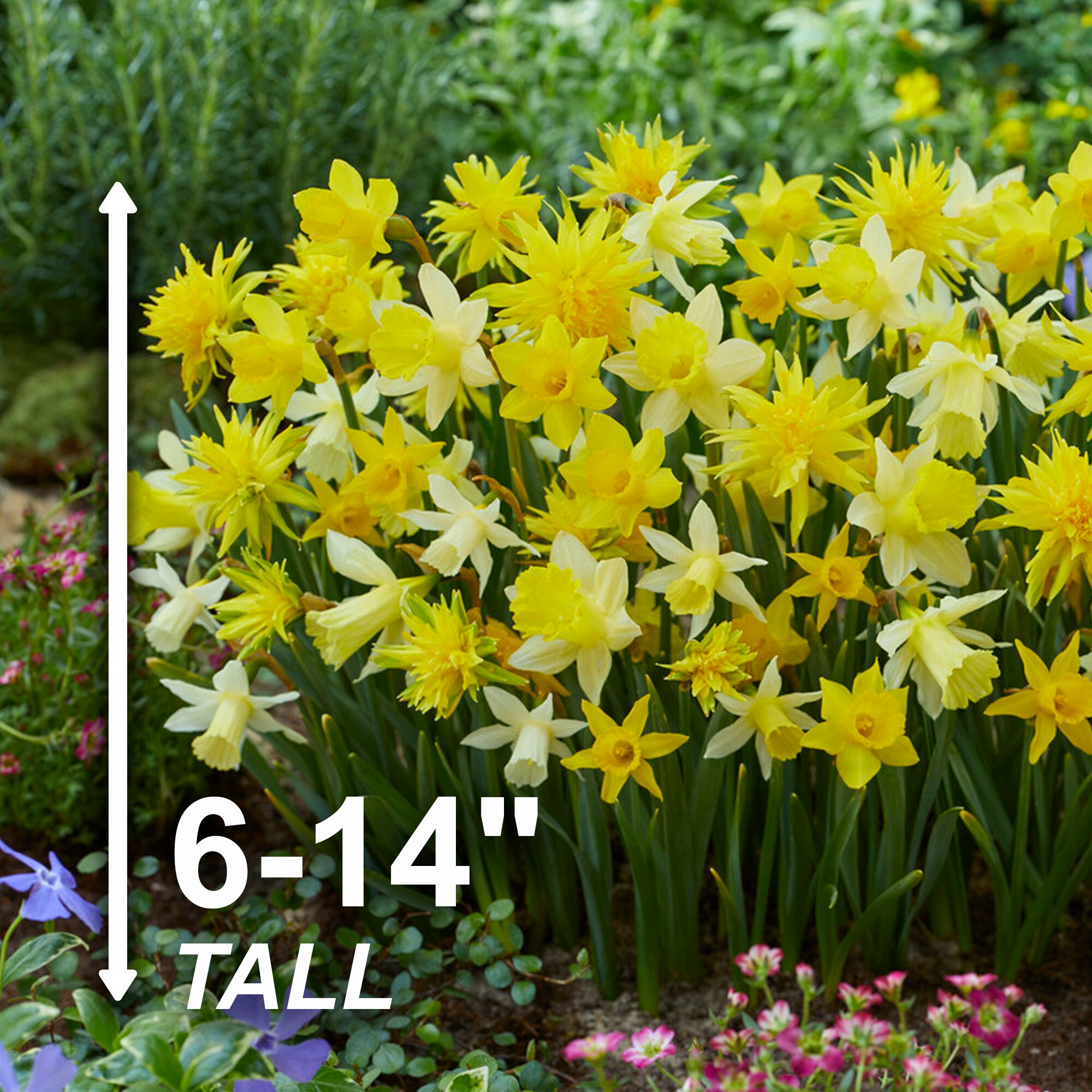 Garden State Bulb ECF-103-100-04 Plant-Bulbs - View #3