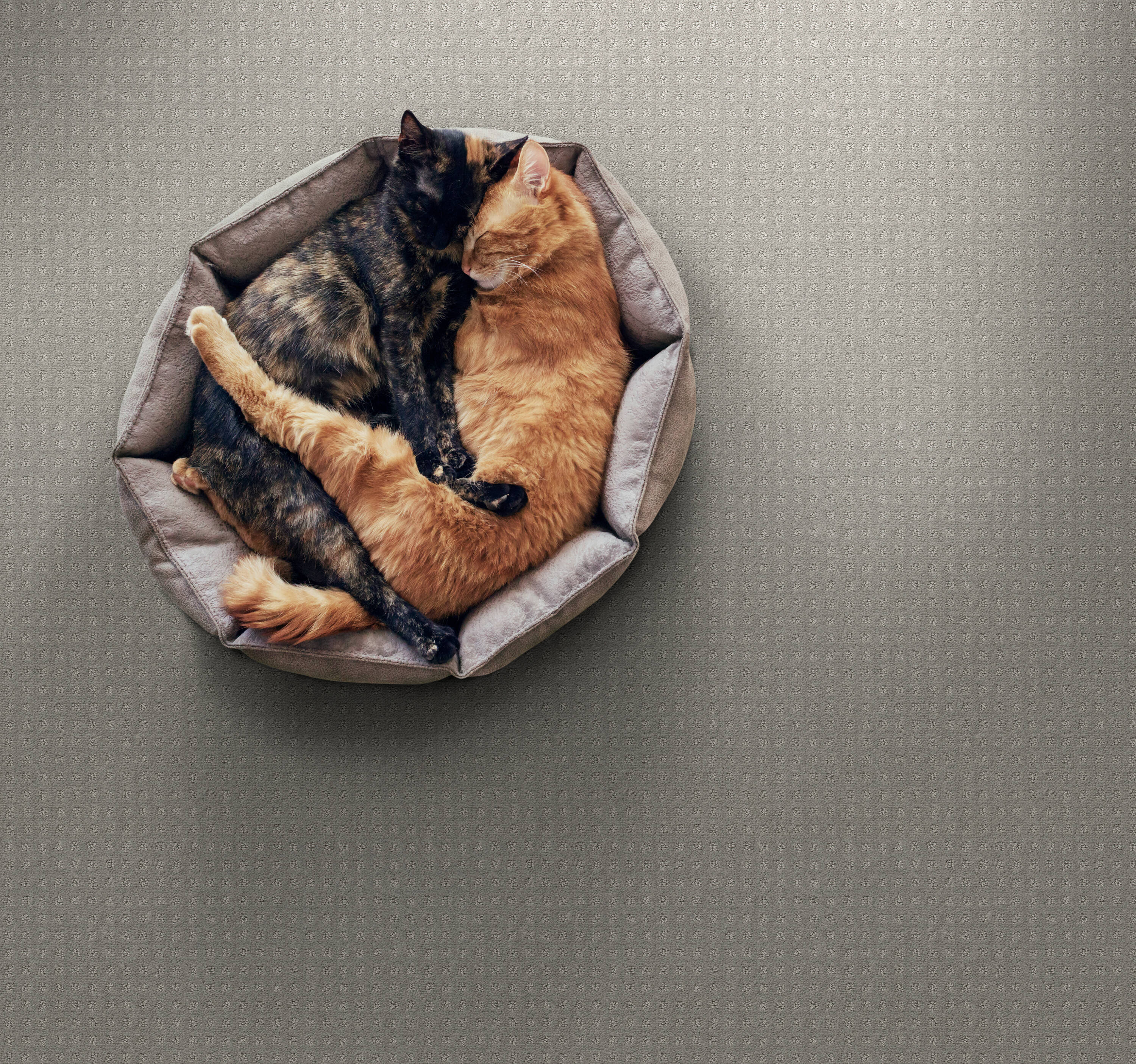 STAINMASTER PetProtect 7L89800545 Carpet-Panel - View #3