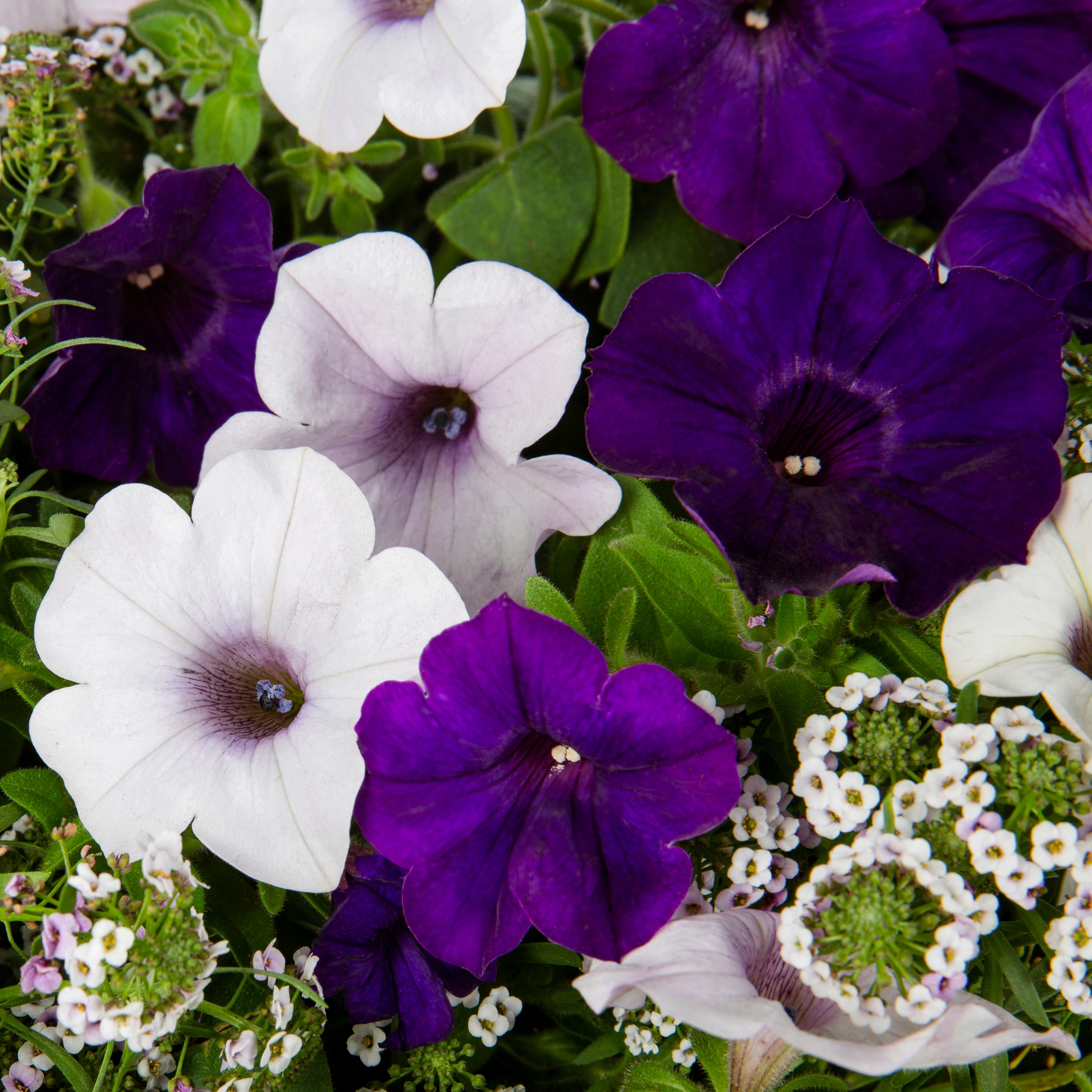Ready Refill NURSERY annuals - View #2
