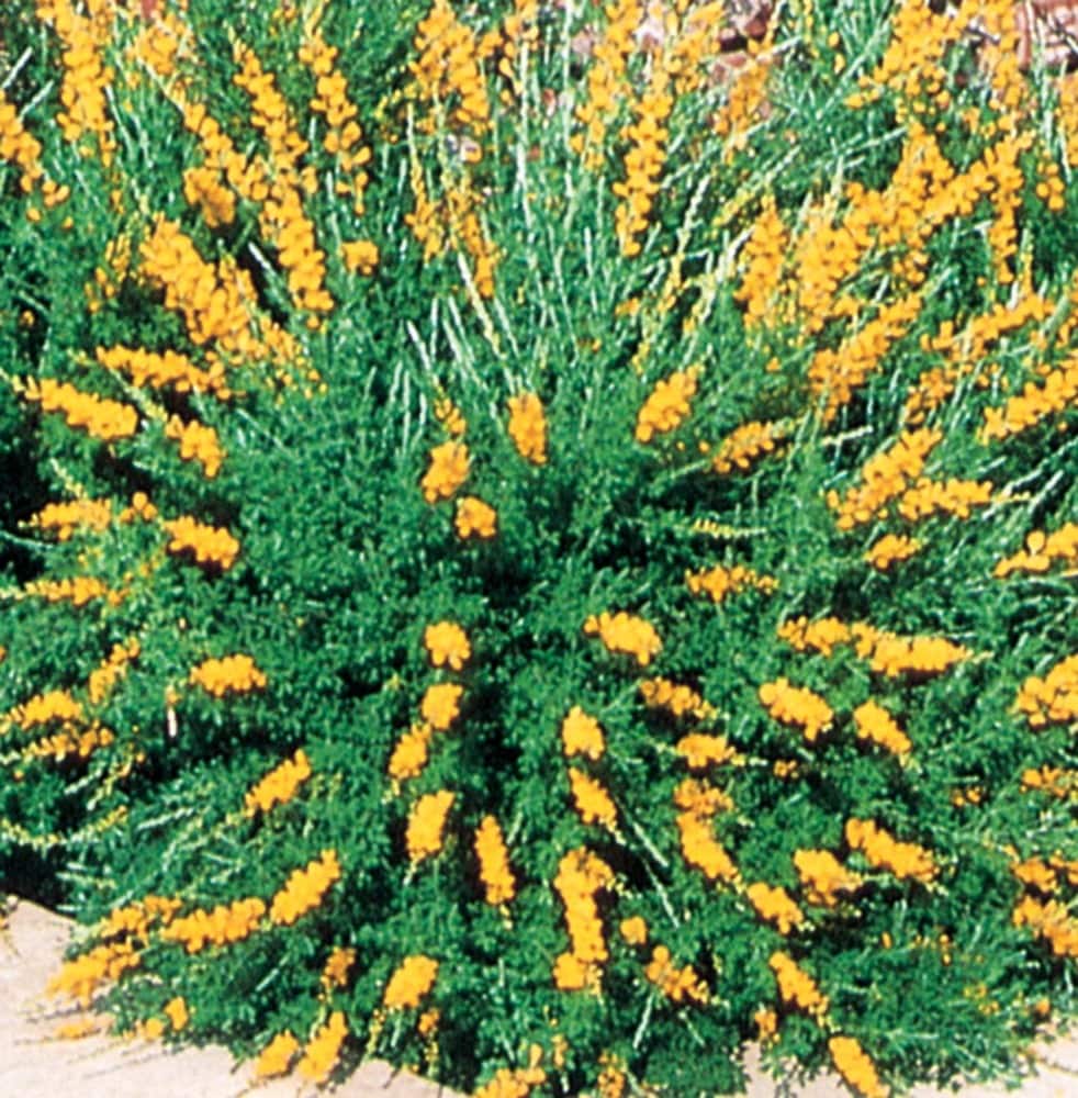 Lowe's NURSERY Broom Accent Shrub in 3 -Gallon Pot with Yellow Blooms