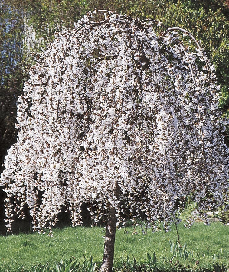  NURSERY 12.68-Gallon White Feature Tree White Weeping Cherry In Pot (With Soil)