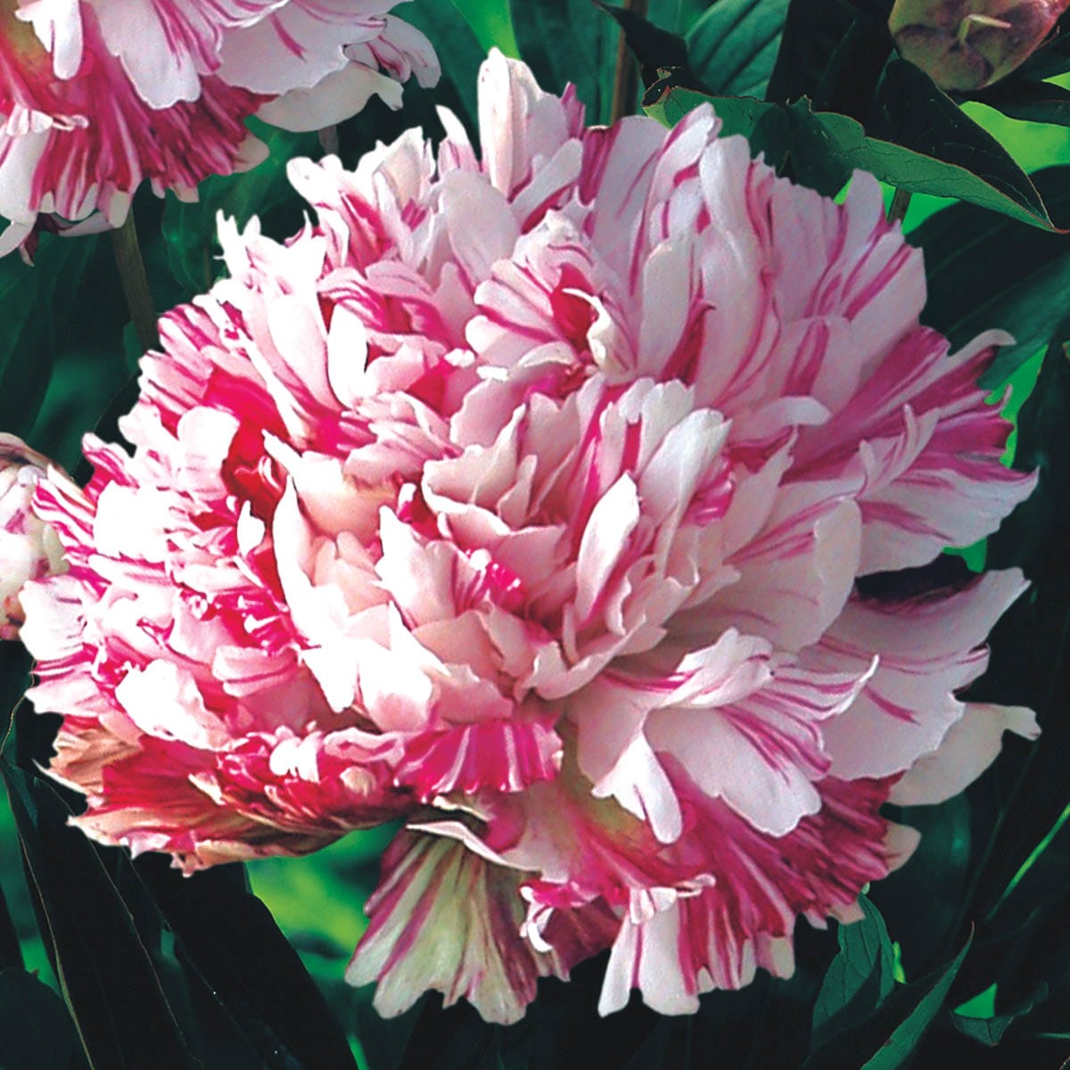 Spring Hill Nurseries 39601 Pink Kirinmaru Peony Perennial Plant in 1-Pack Bareroot