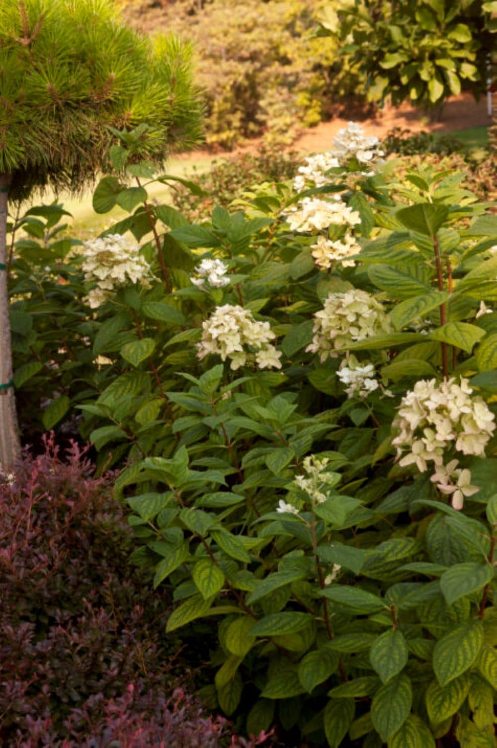 Lowe's NURSERY shrubs - View #7