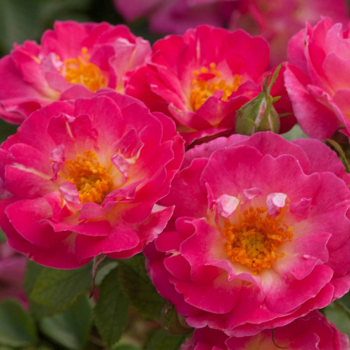 Spring Hill Nurseries 86291 roses - View #3