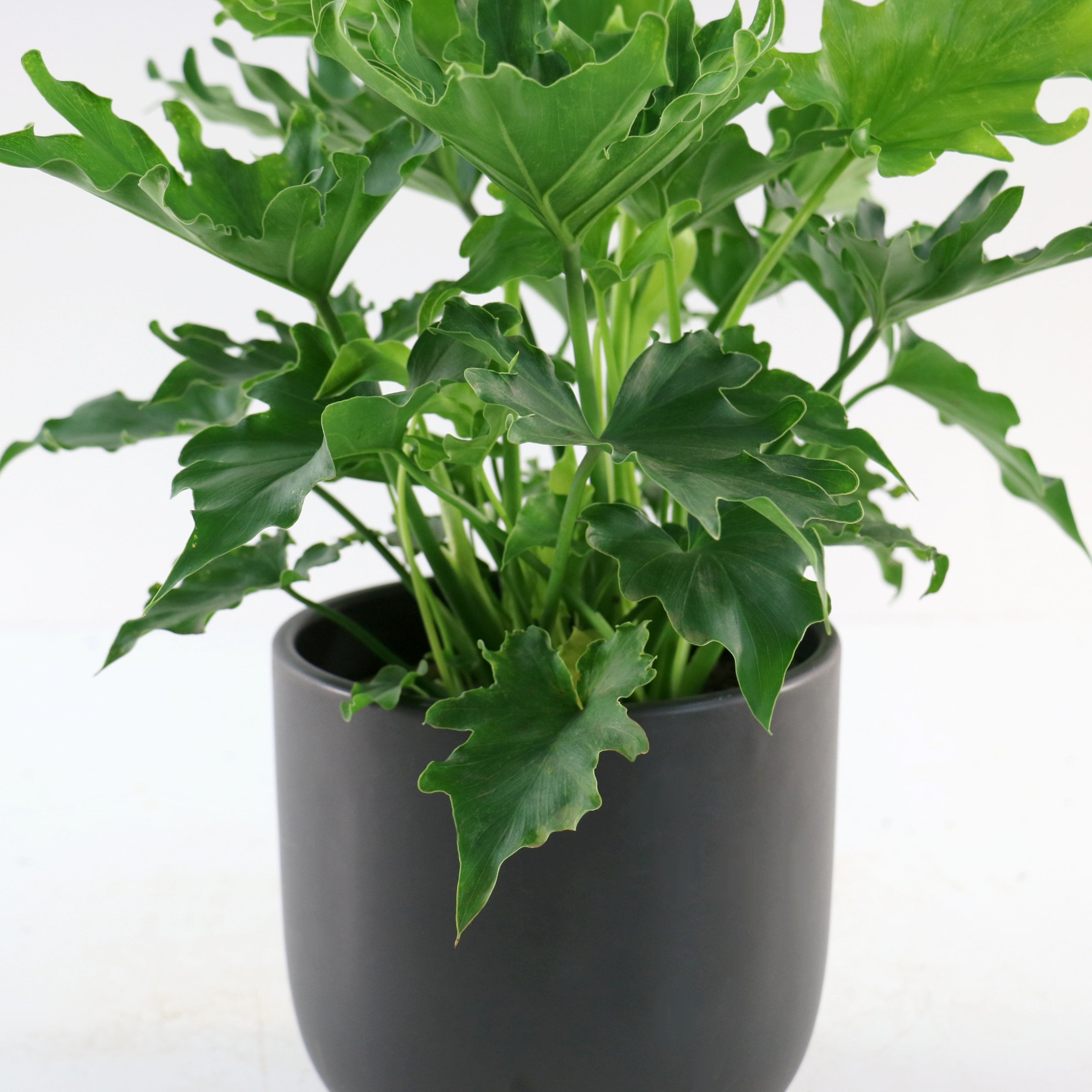 National Plant Network LW2428 hseplants - View #8