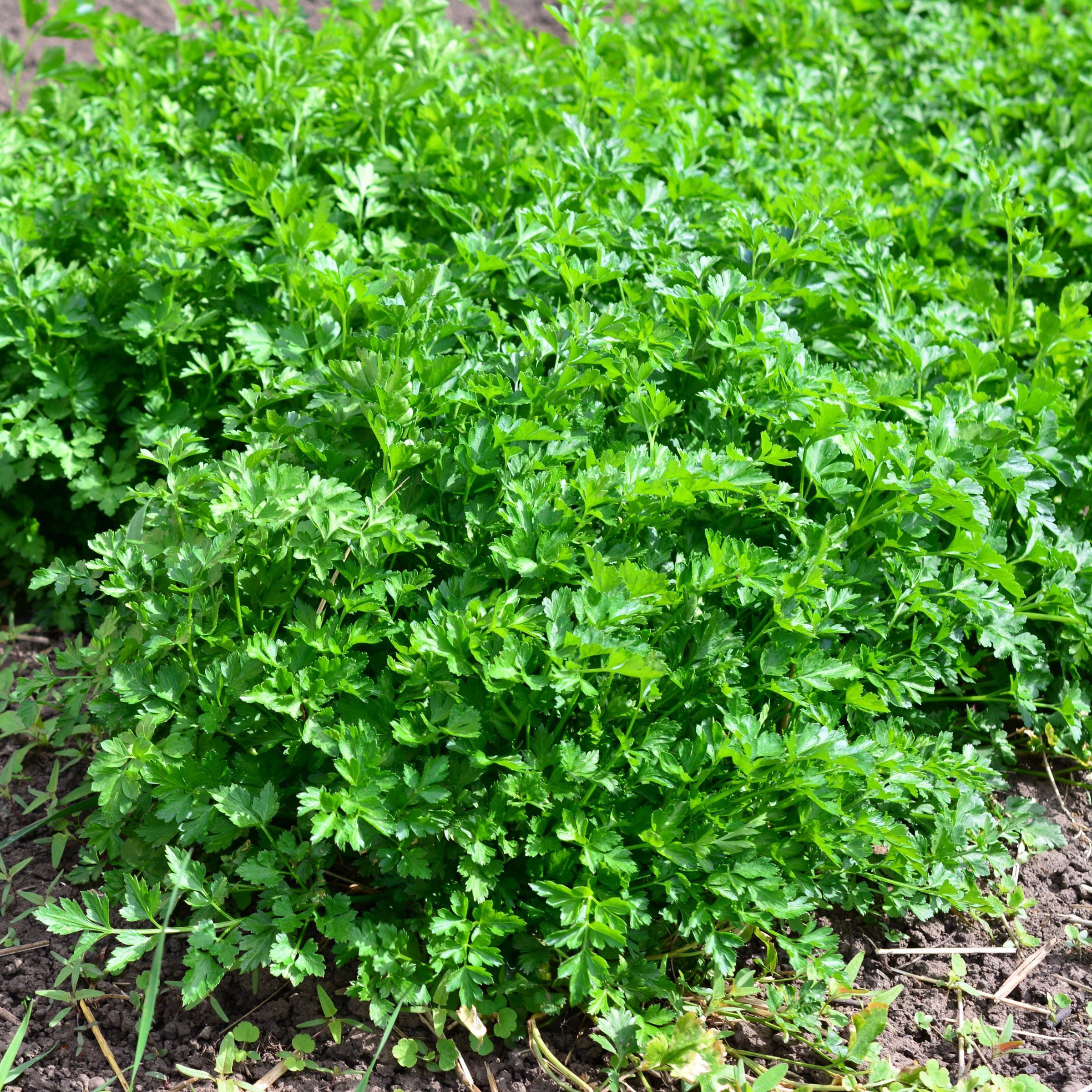 National Plant Network LW2593 Herb-Plants - View #3