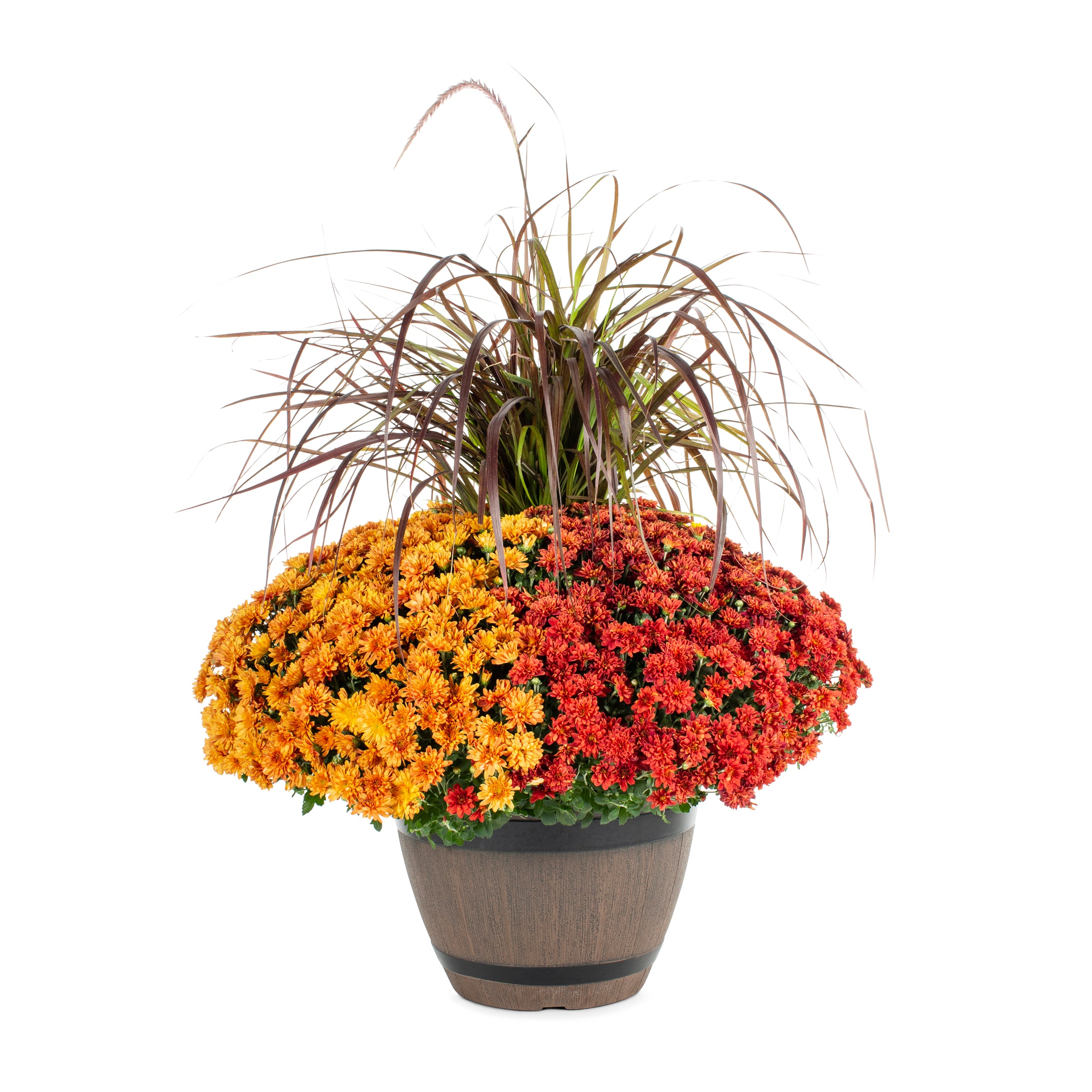 Lowe's NURSERY Multicolor Mum in 2.5 Gallon(s) Planter 1 -Pack