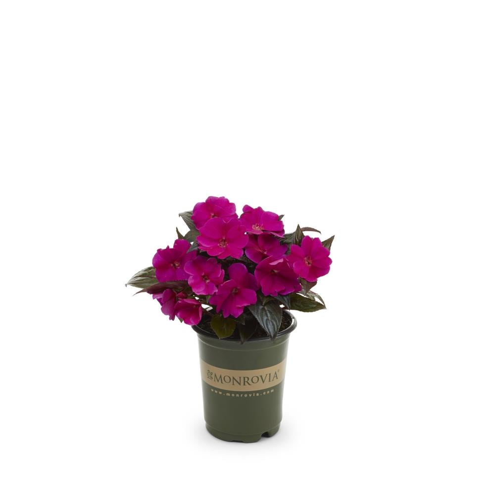 are new guinea impatiens safe for dogs