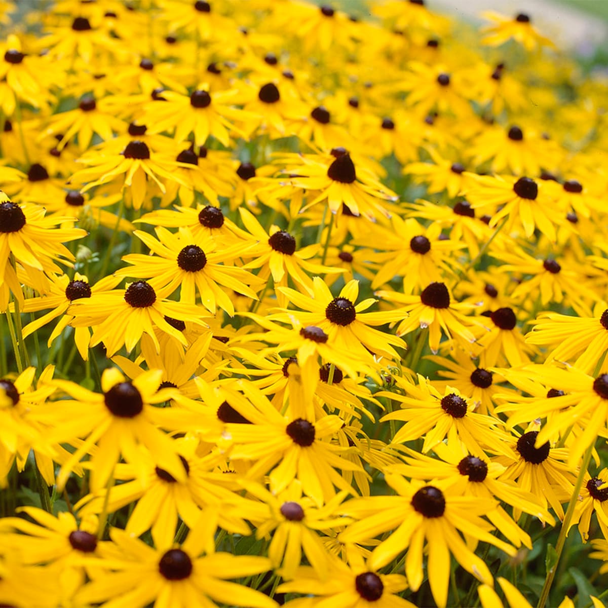 Van Zyverden 83531 Yellow Rudbeckia Goldstrum Bulbs 5 Count