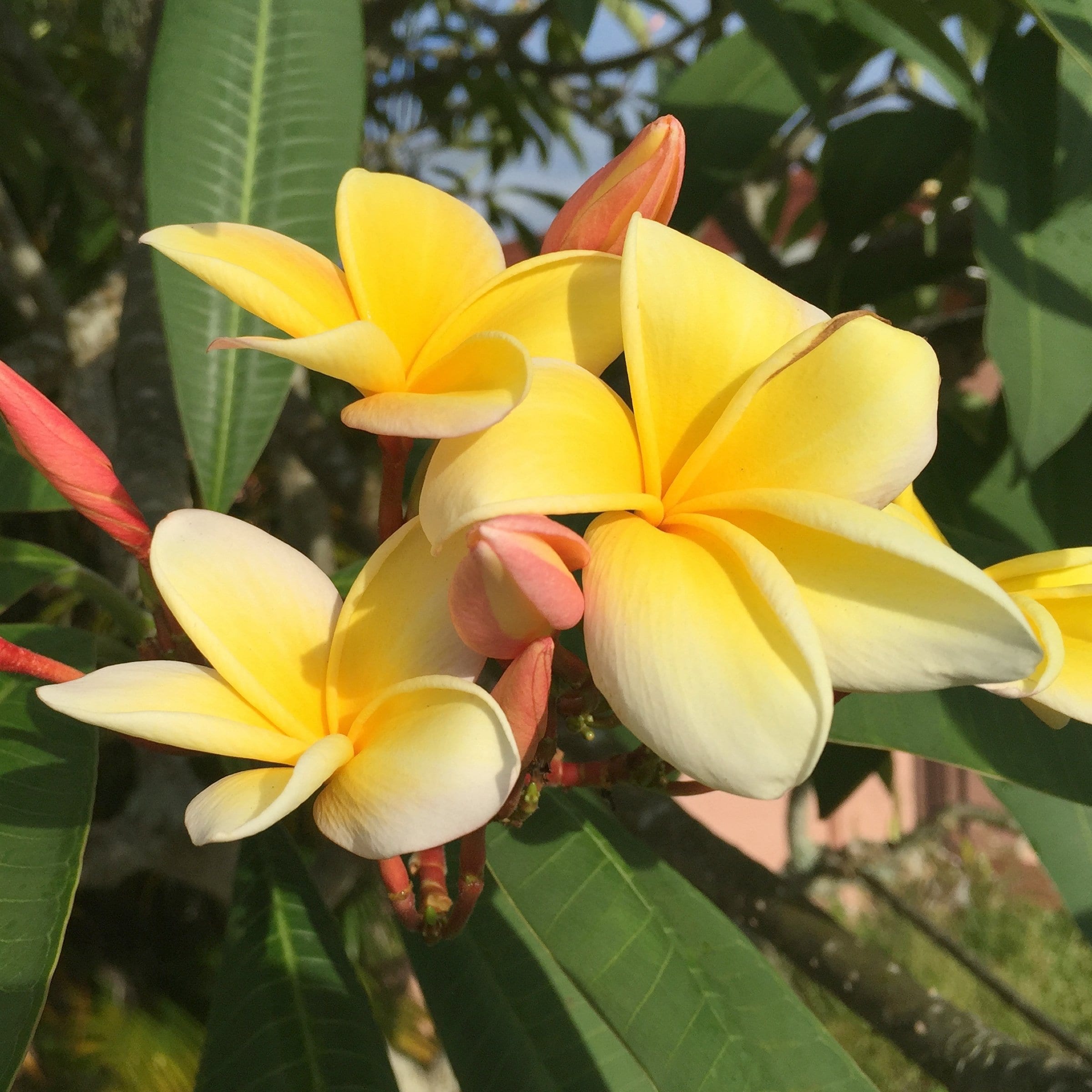 National Plant Network LW2564 Multicolor Plumeria Yellow Gold in 1 Gallon(s) Pot 1 -Pack