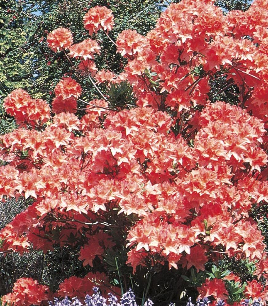  NURSERY Multicolor Exbury Hybrid Azalea Flowering Shrub in 2.87-Quart Pot
