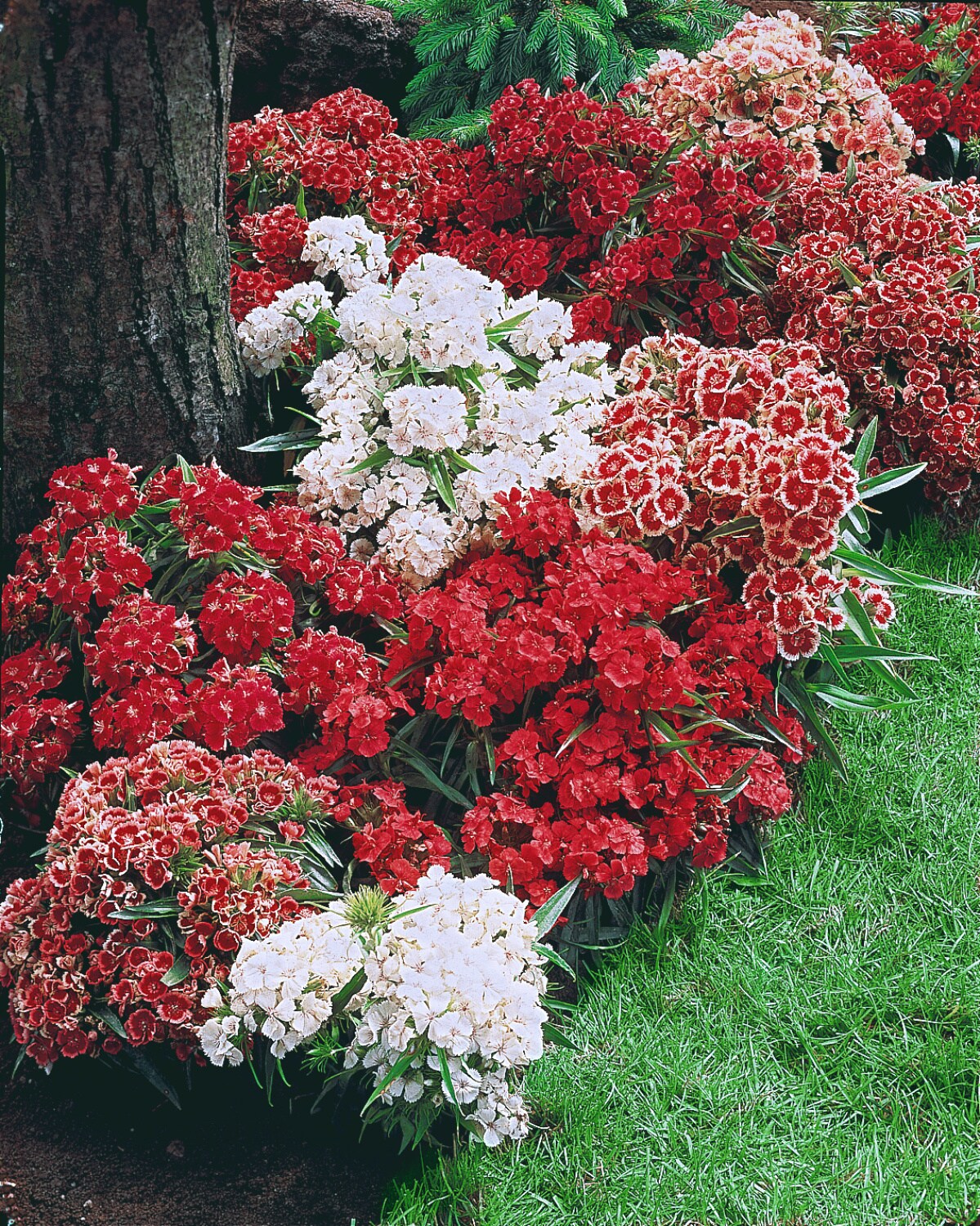 Gardens Alive! 93904 perennials - View #3