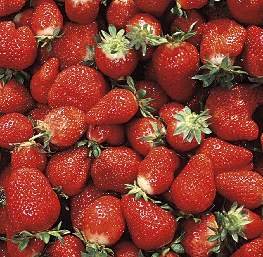 Strawberries 'Allstar